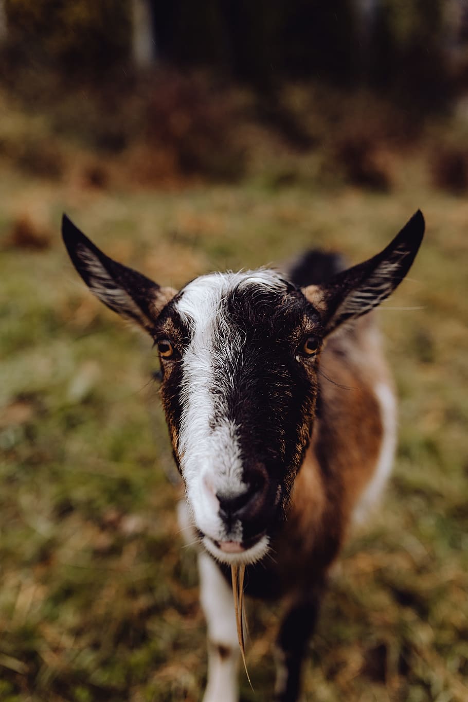 Cute Goat 1080P, 2K, 4K, 5K HD Wallpaper Free Download