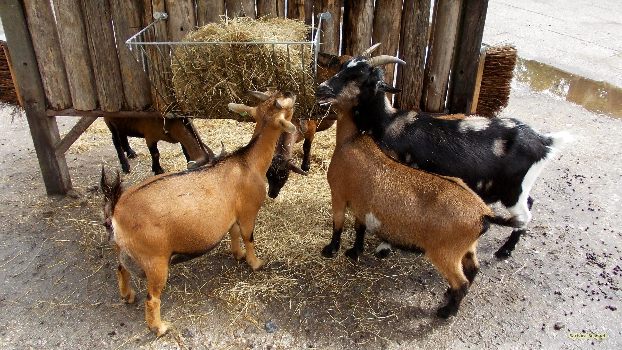 Goats HD Wallpaper