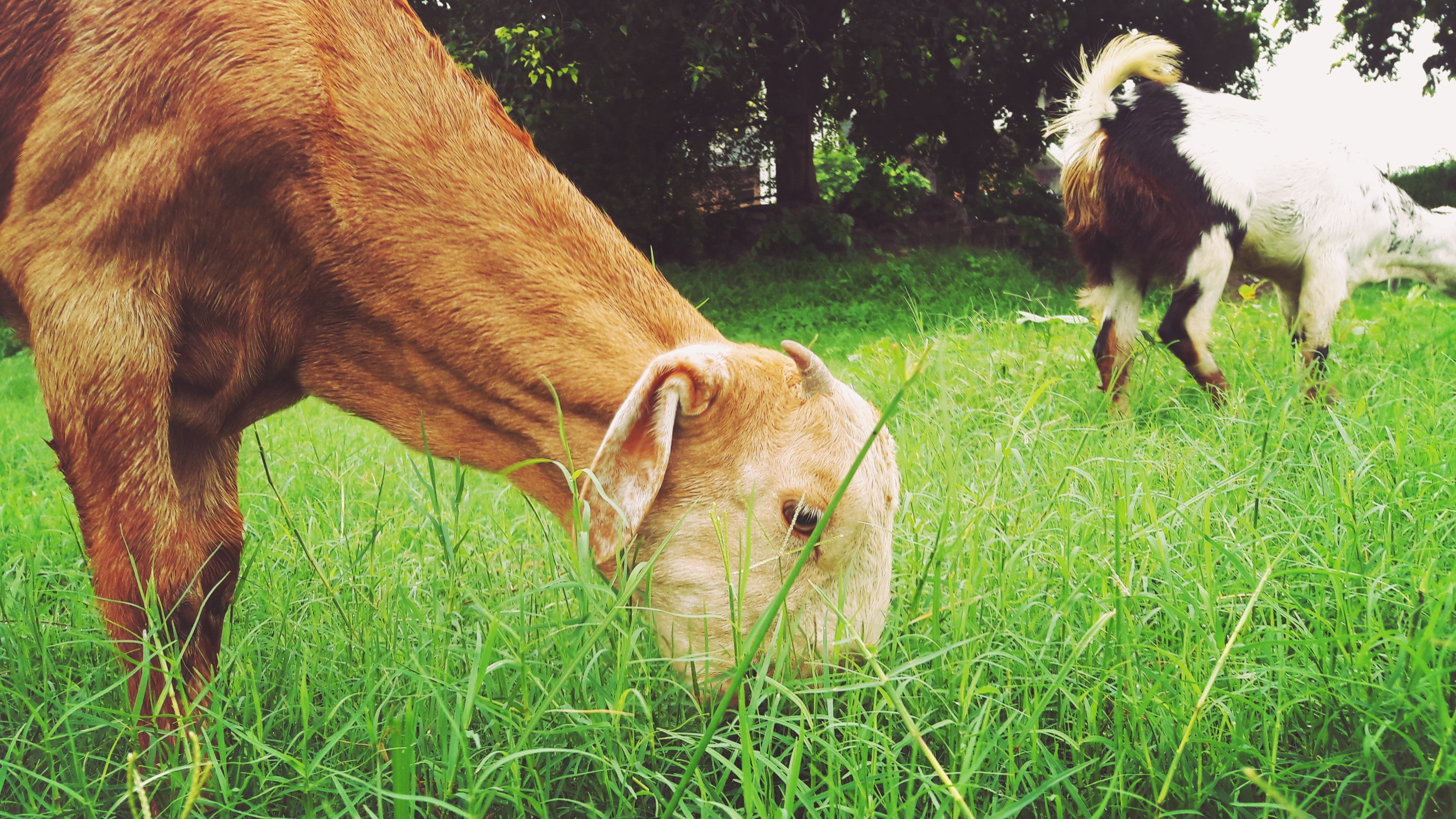 Brown goat eating grass HD wallpaper