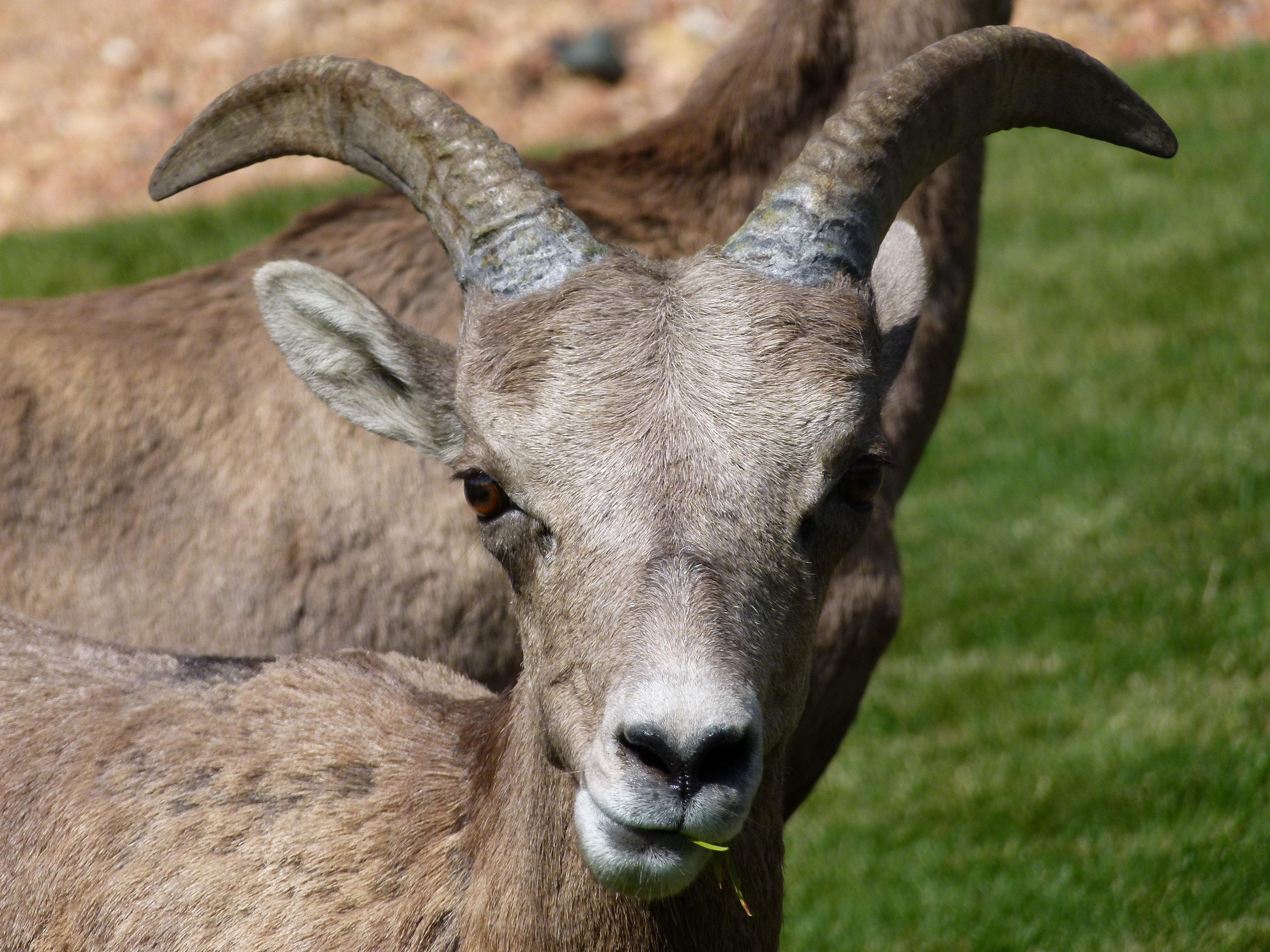 Free photo: Gray Mountain Goats photography