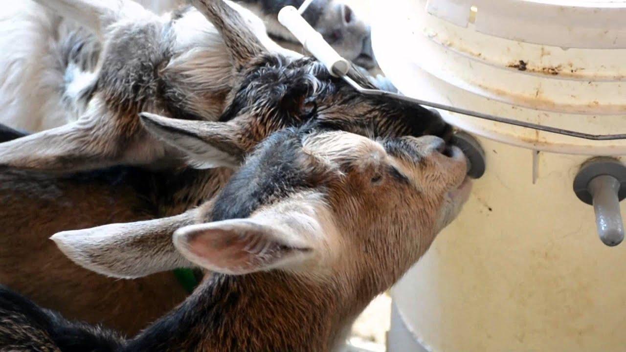 Baby Goats Eating From Lambars, Download Wallpaper