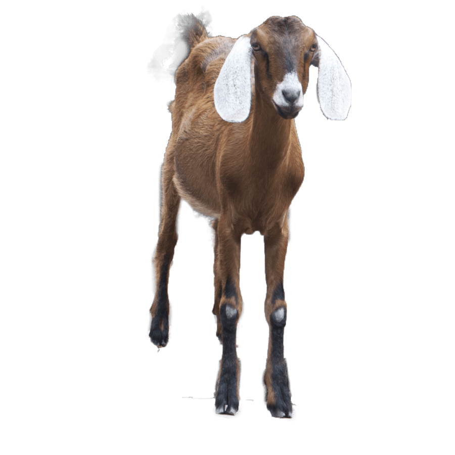 Goat.1 kbytes, high quality, widescreen / 900x900 pix