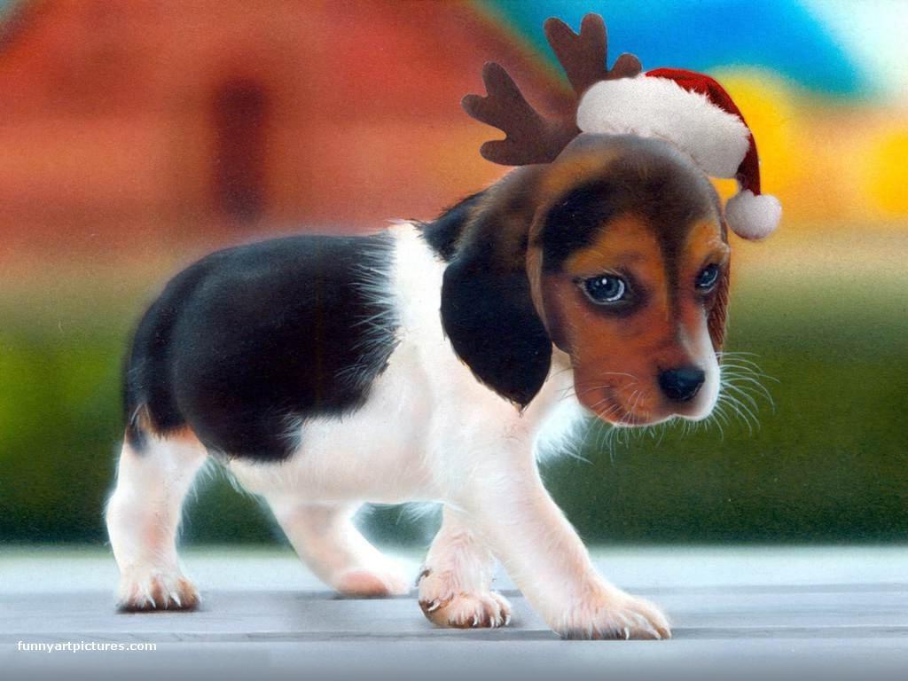 Cute Christmas Puppies, HD Wallpaper & background Download