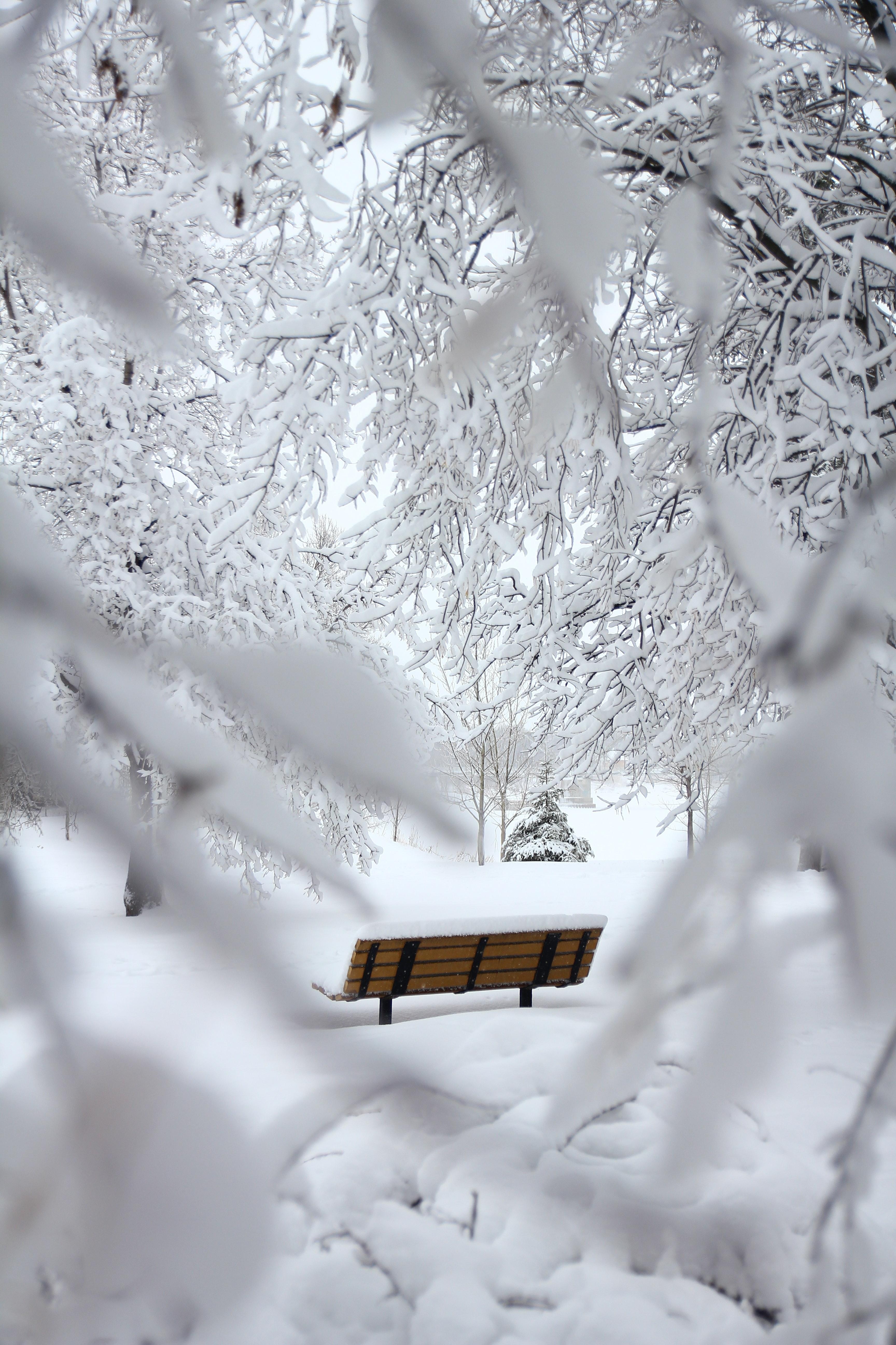 Download wallpapers 3456x5184 bench, winter, snow, branches