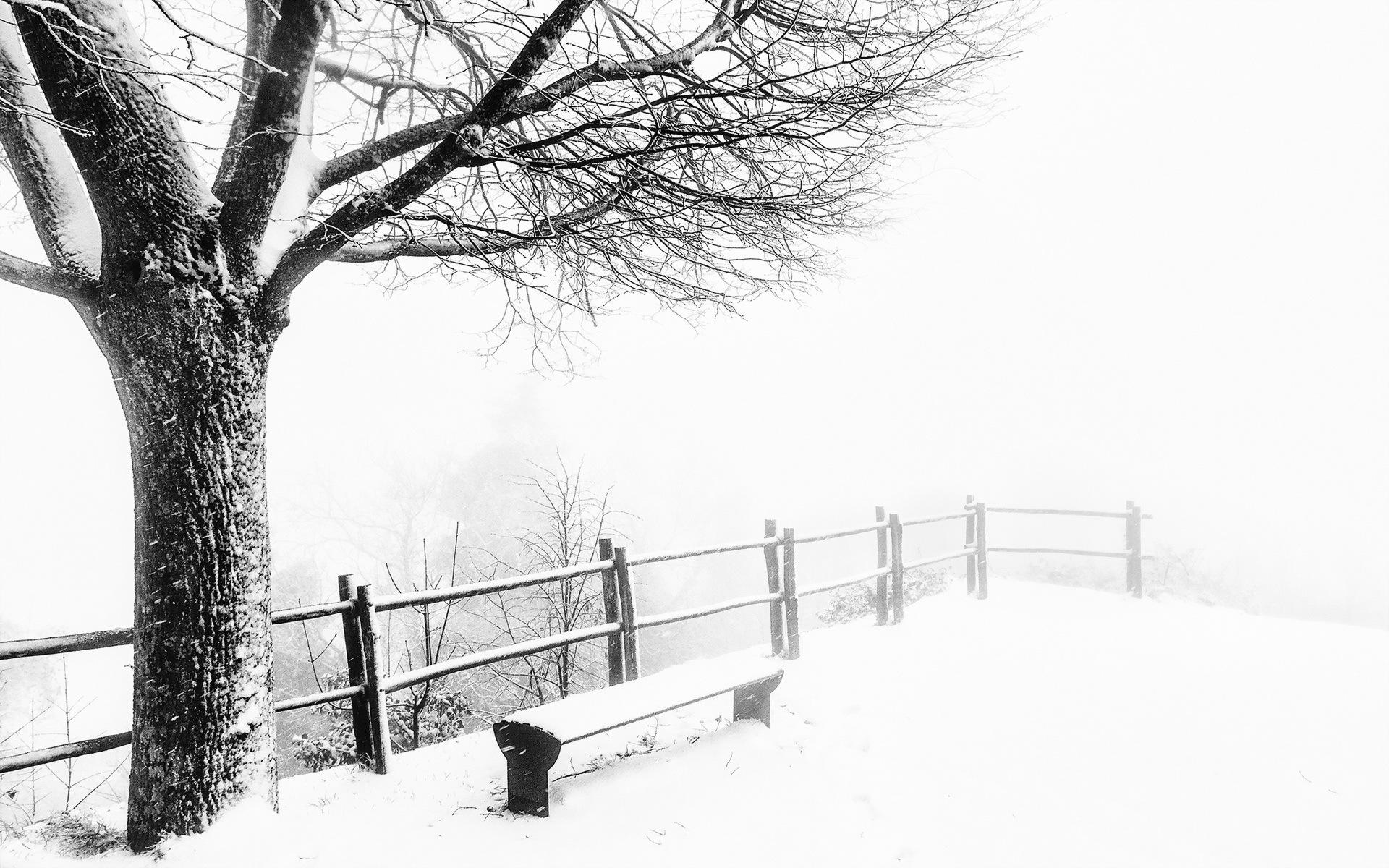Winter tree bench snow wallpapers