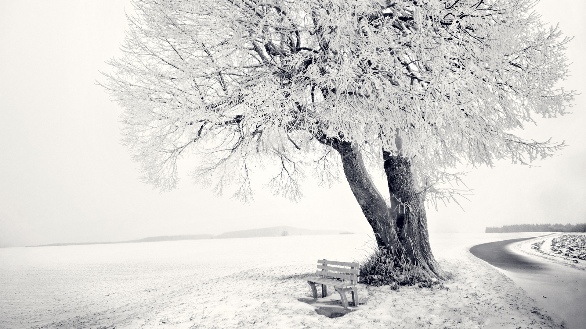 snow, bench, winter, frost, road, tree :: Wallpapers
