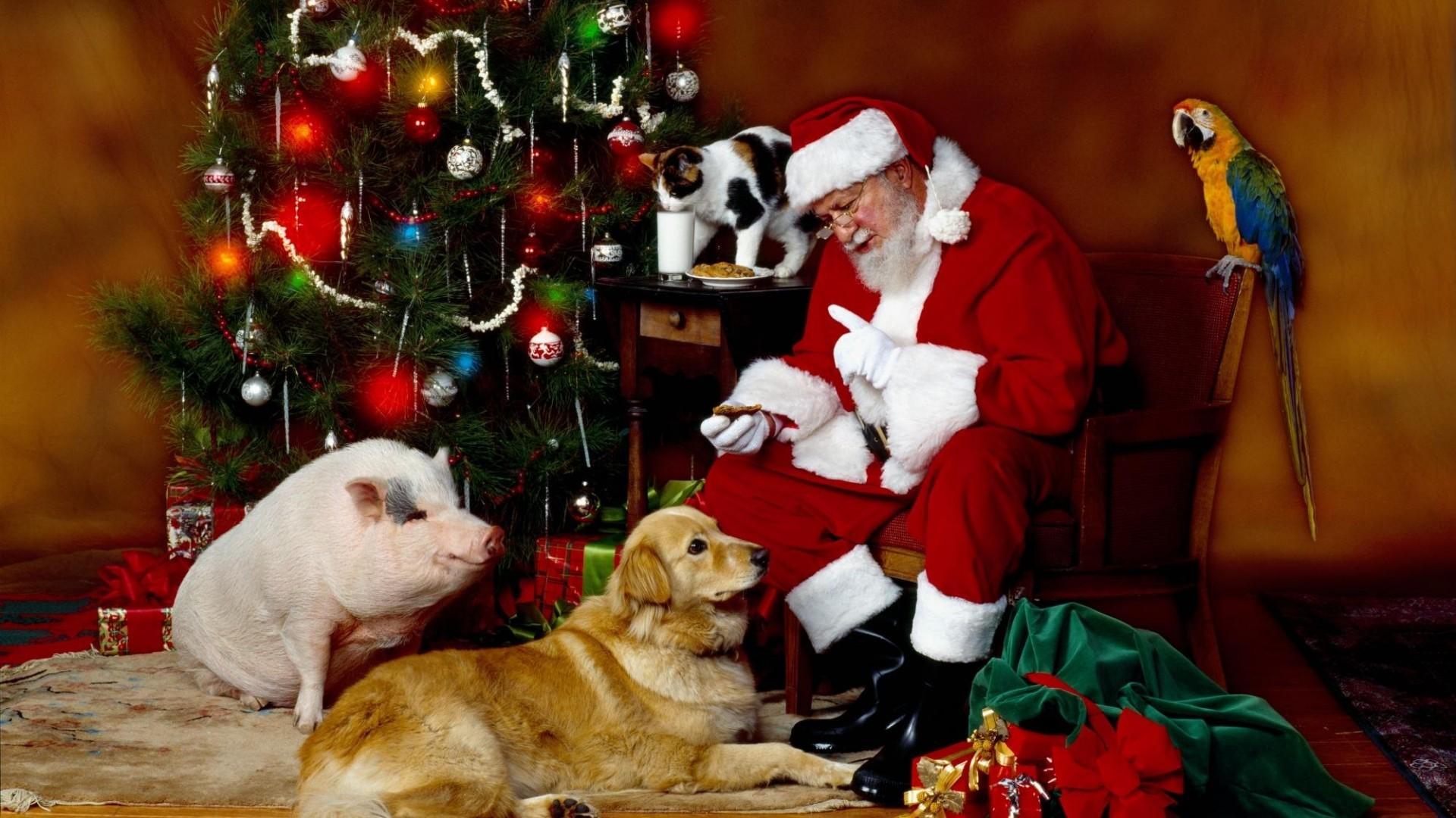 Pigs Christmas Wallpapers Wallpaper Cave