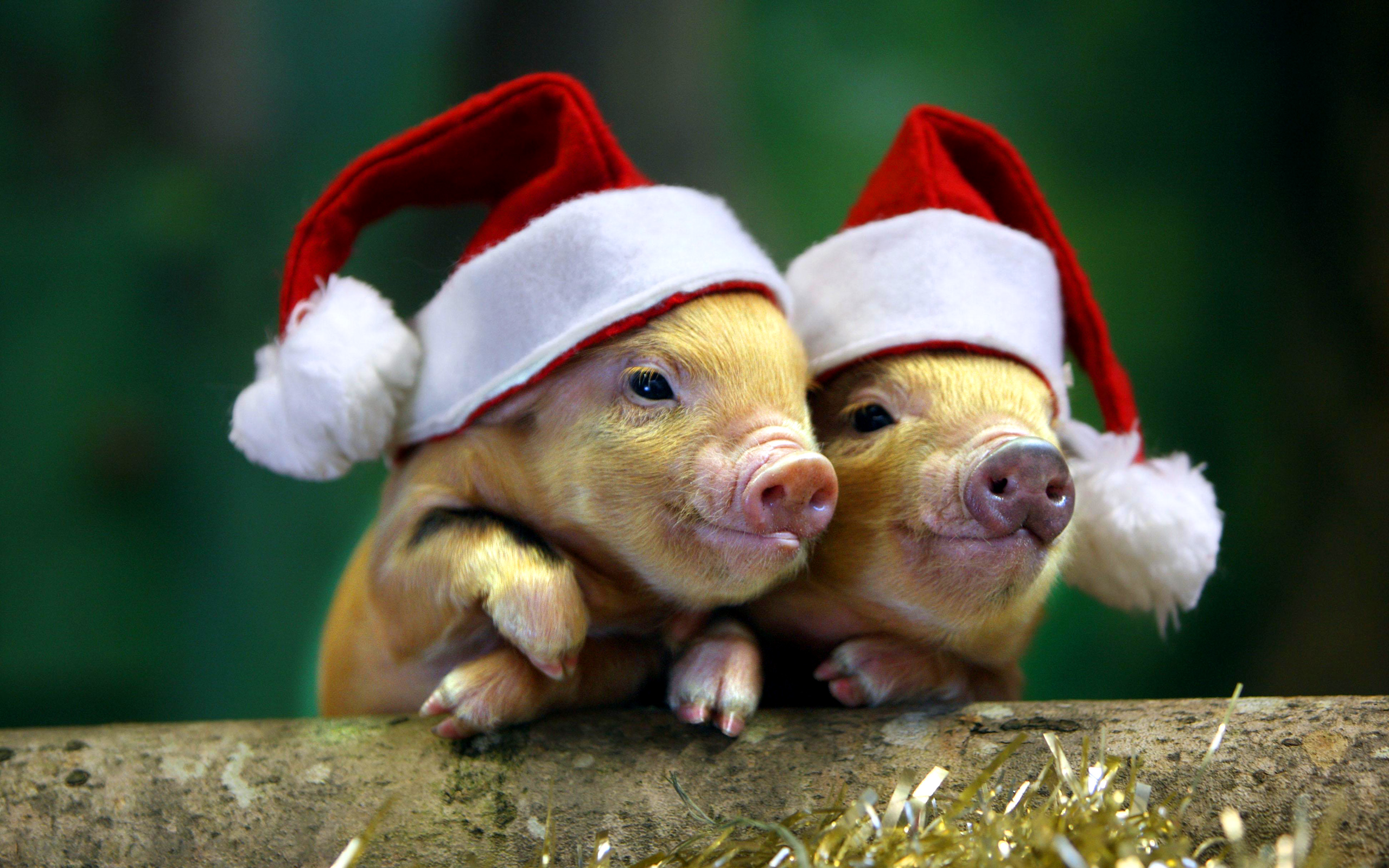 Pigs Christmas Wallpapers - Wallpaper Cave