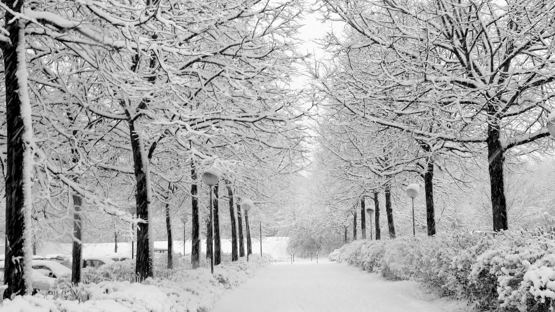 Winter Blackwhite Full HD 1080p wallpaper