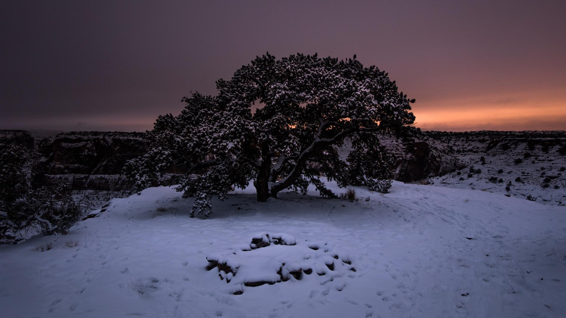 Download wallpaper 1920x1080 tree, snow, winter, night