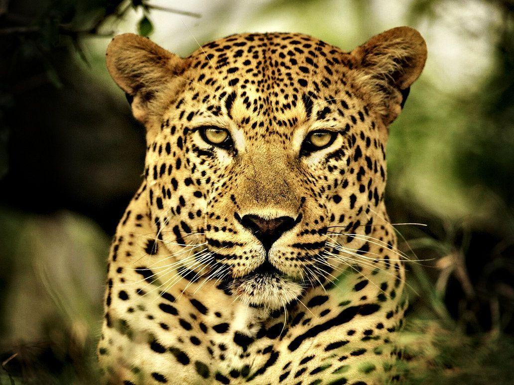 Animal Leopard Wallpaper Free Animal Leopard