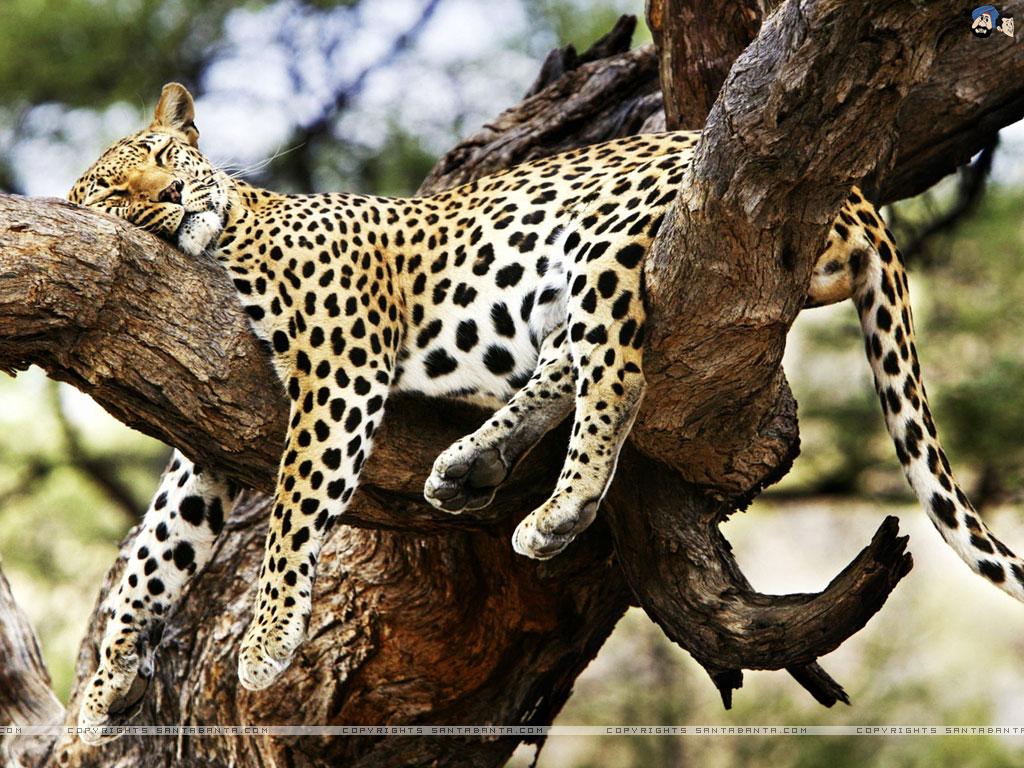 Leopards Wallpaper