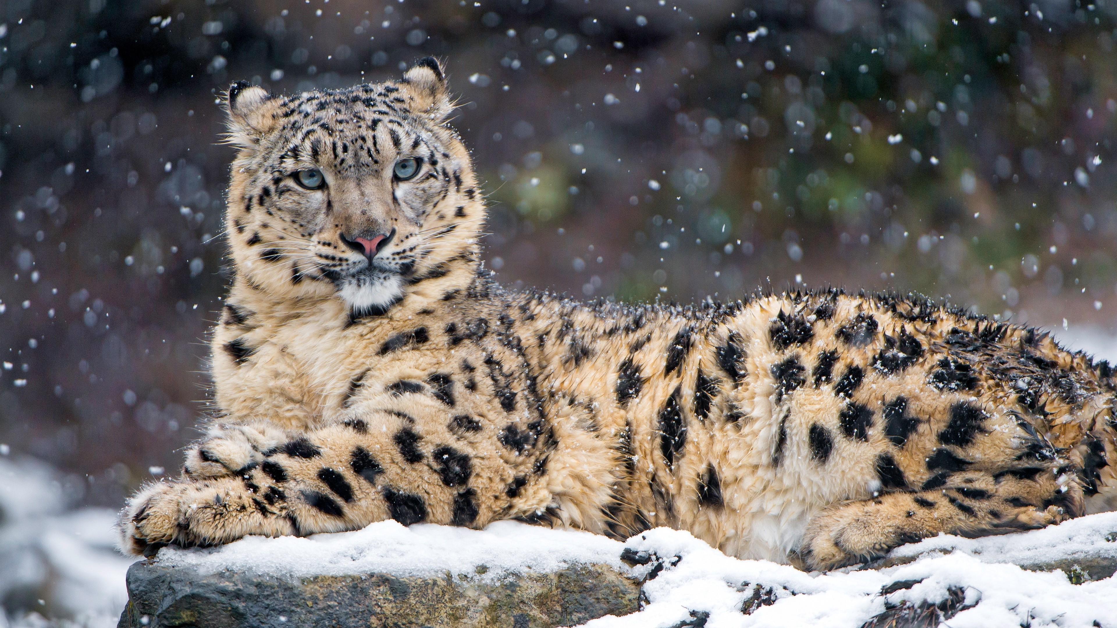 3840x2160 animals snow leopards leopard wallpaper