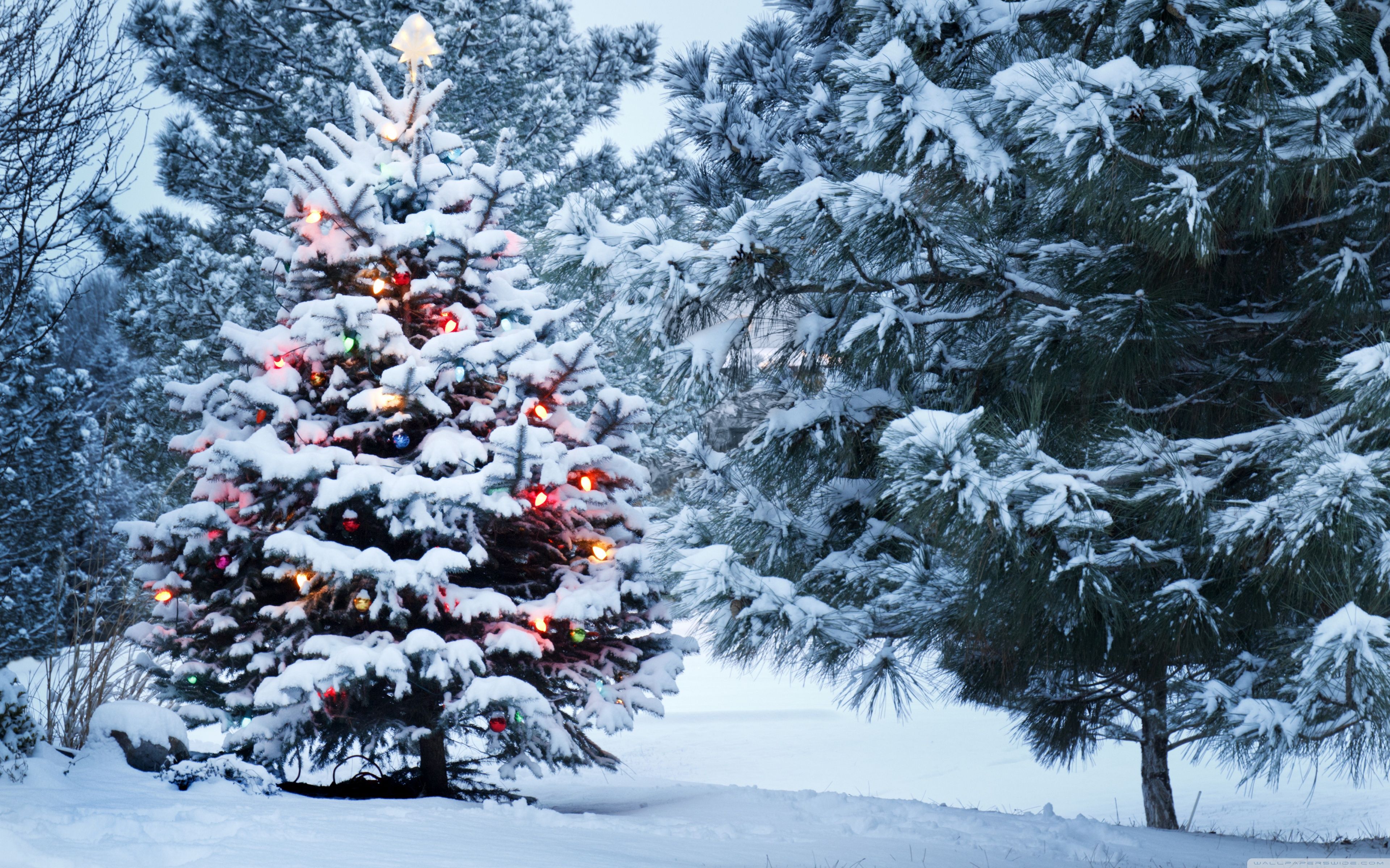 Rivers HD Desktop Wallpaper for Widescreen. Snow covered christmas trees, Christmas tree wallpaper, Real christmas tree