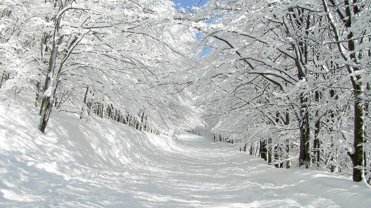 Nature landscapes winter snow trees forest white roads path trail
