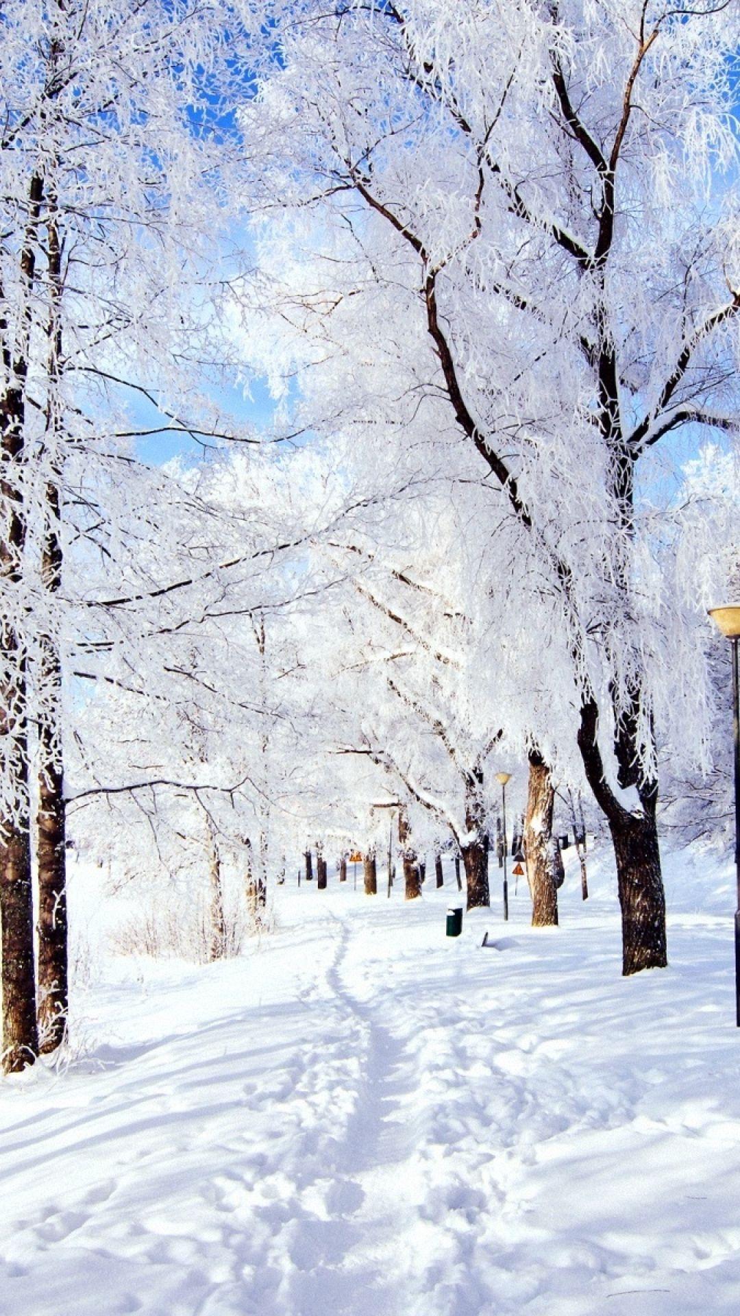 trail, trees, snow, frost, day, winter. Winter snow wallpaper