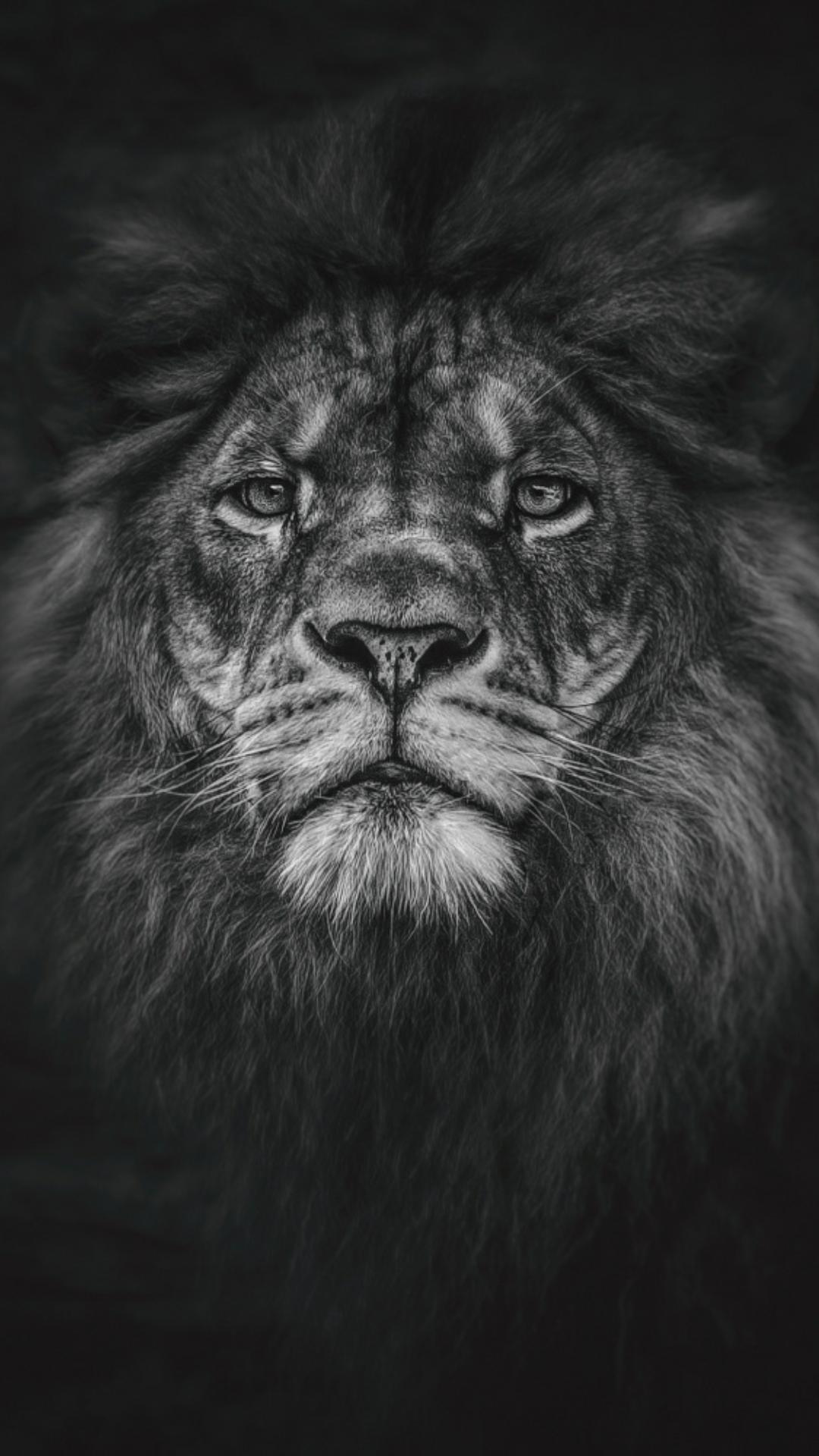 Black Lion Wallpaper HD Resolution Hupages Download