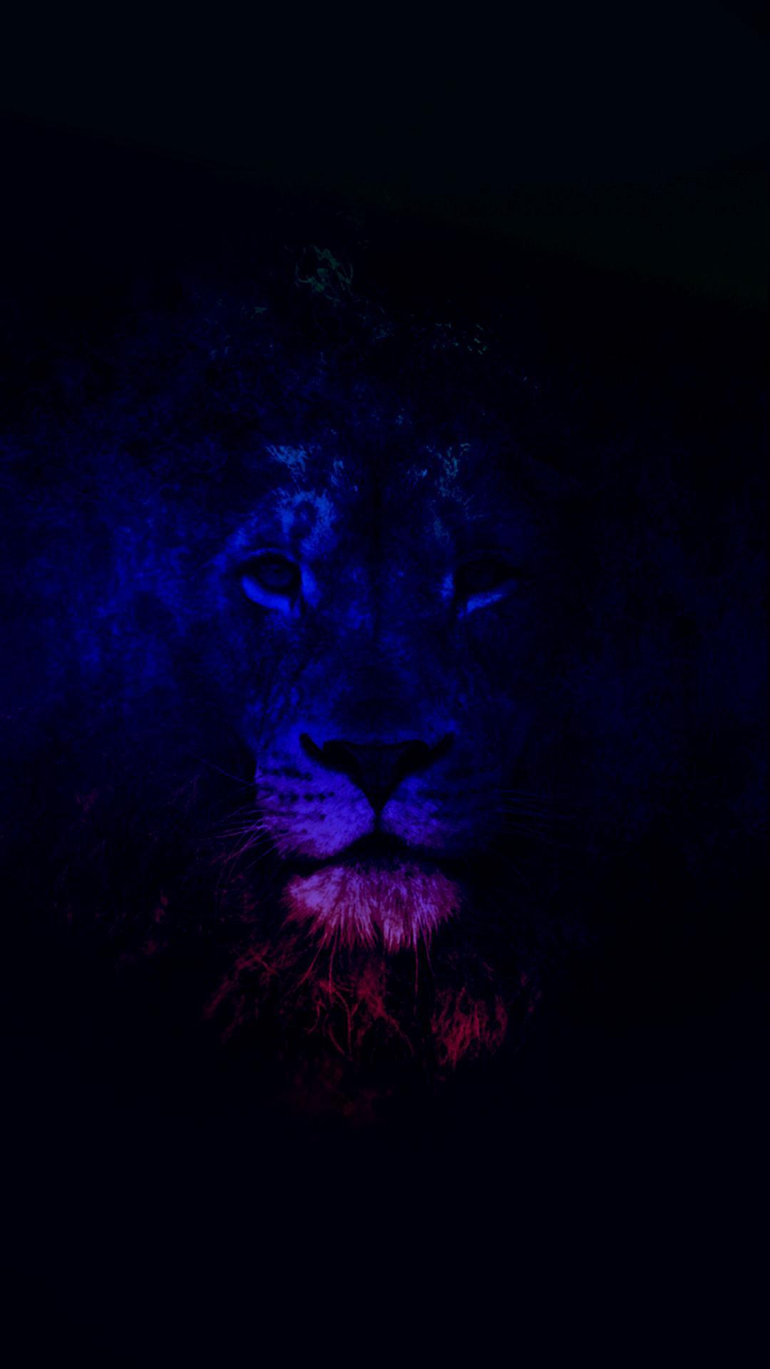 Black Lion HD Wallpaper