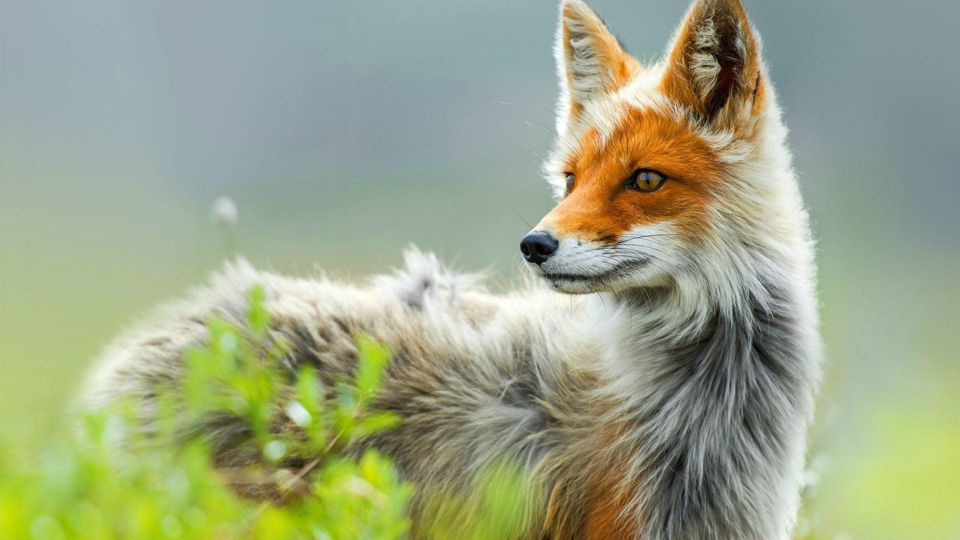 A fox's eyes are adapted for seeing in the dark. Its pupils