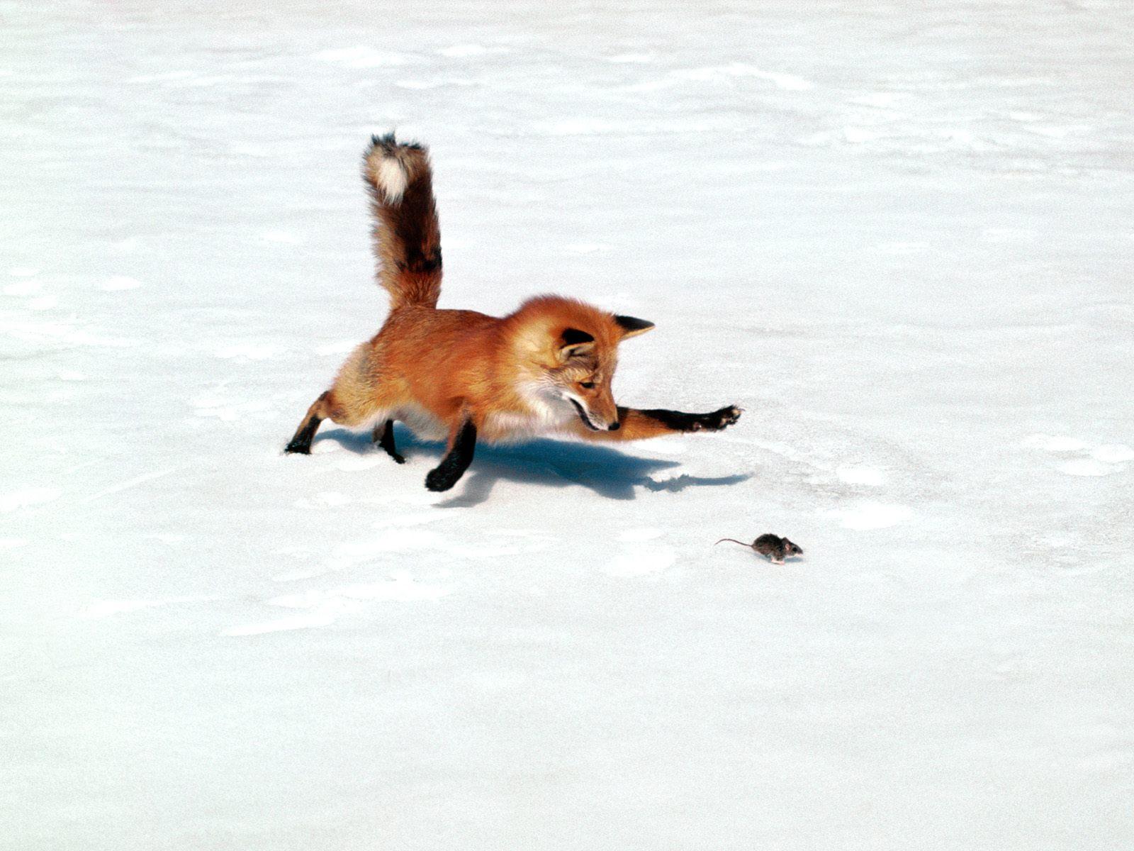Fox versus house cat