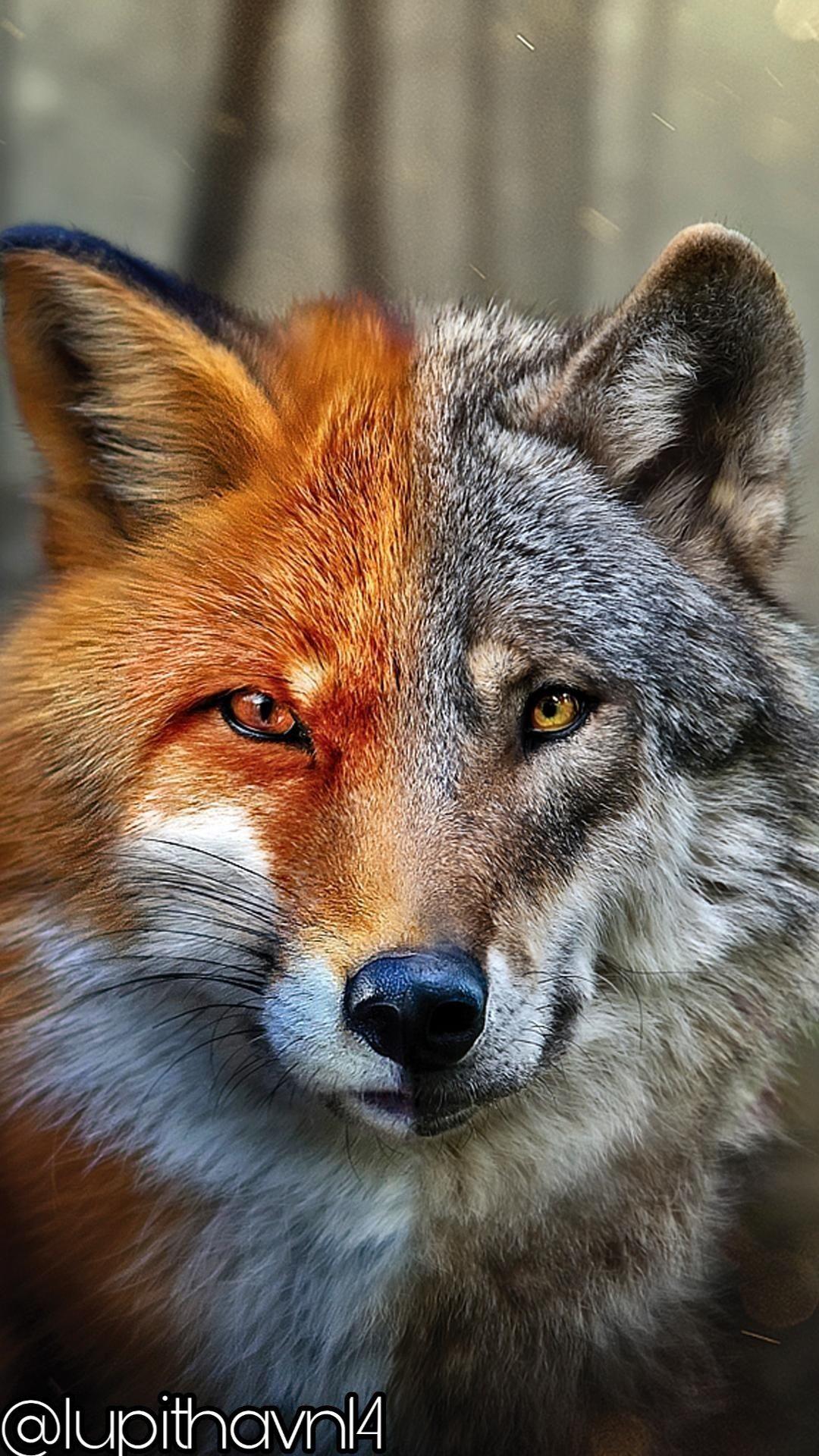 foxwolf #fox #wolf #fox #animals #foxyfox #beautifulfox