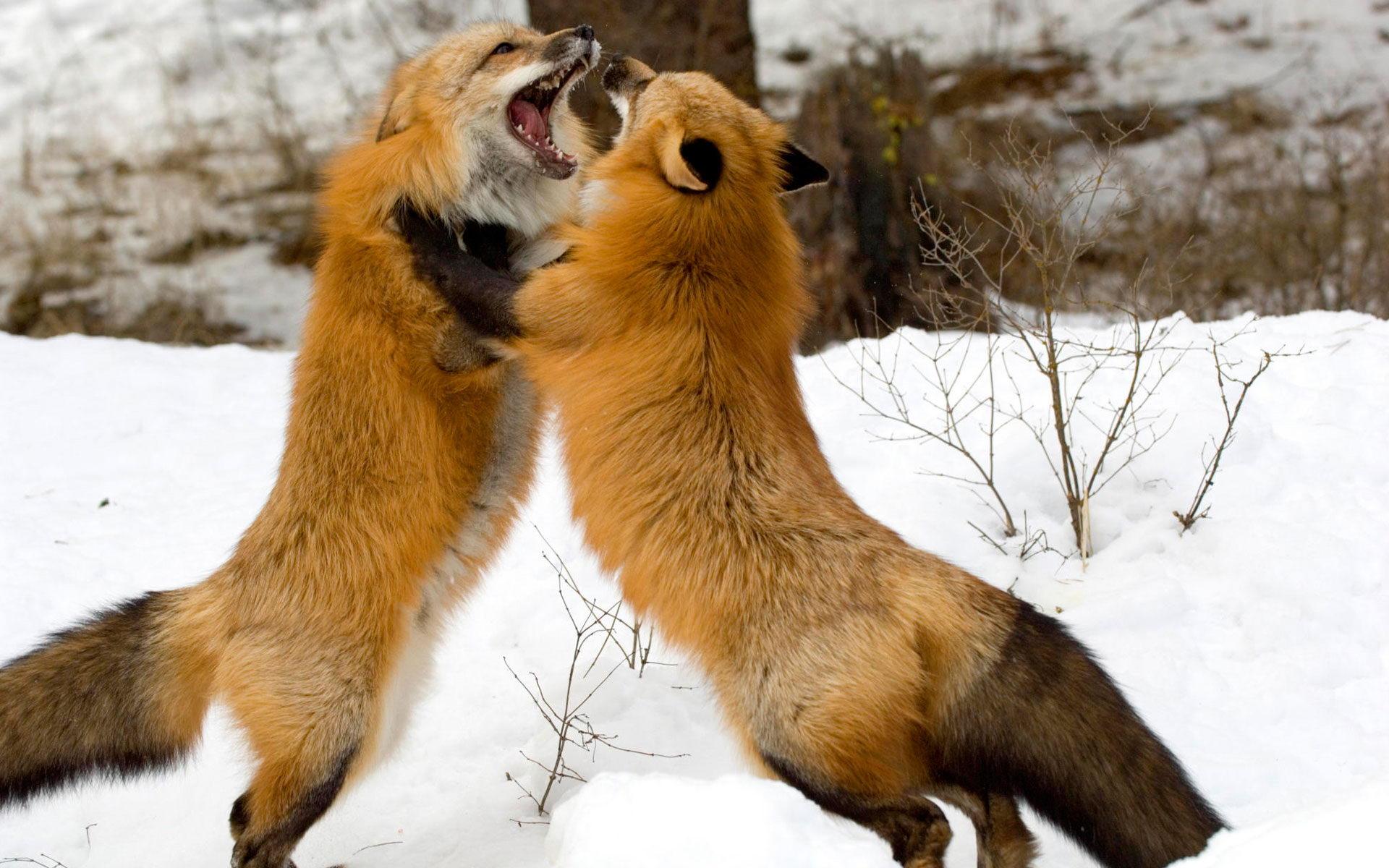 Do Foxes Eat Cats. Facts about Fox's Diet