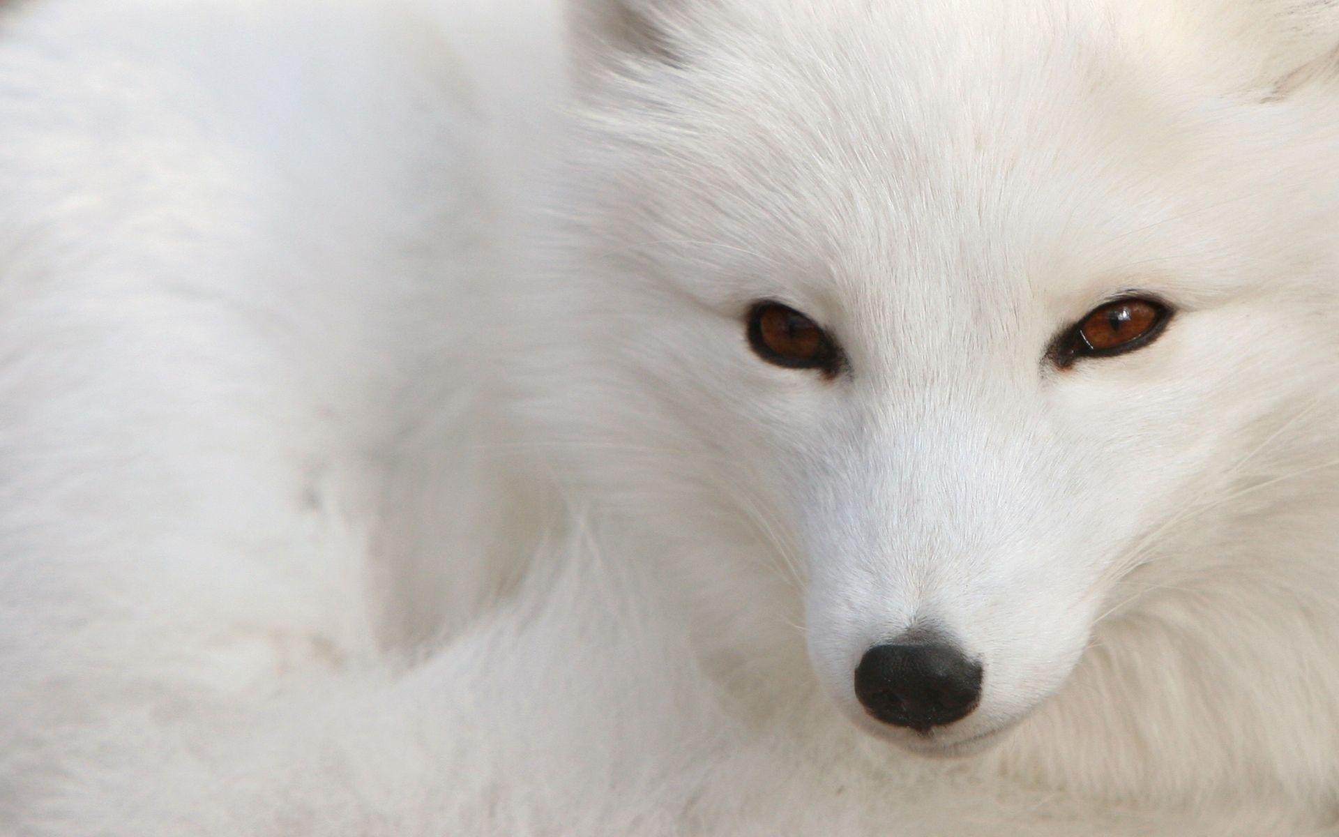 Snow Fox in HD Wallpaper. Pet fox, Arctic fox facts, Arctic fox