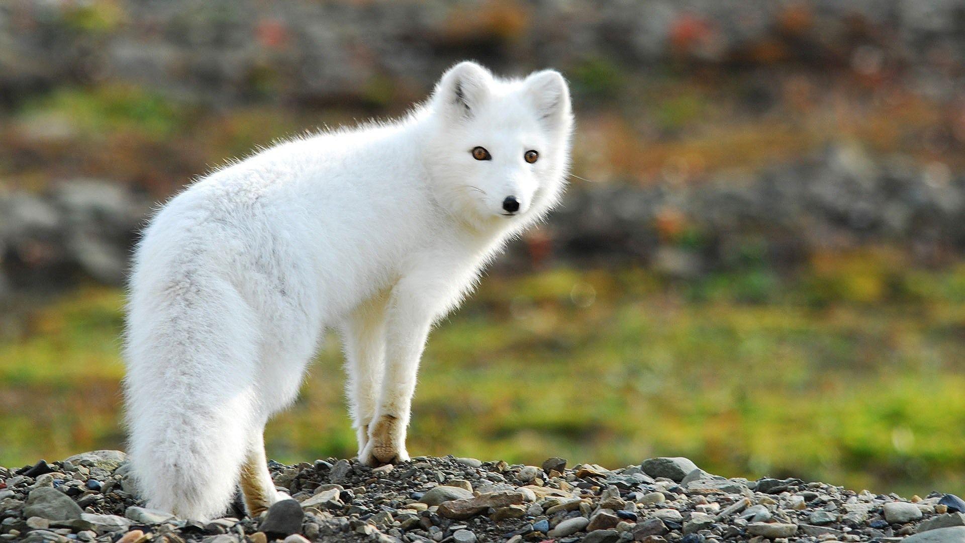 pics of arctic foxes. Arctic Fox Wallpaper