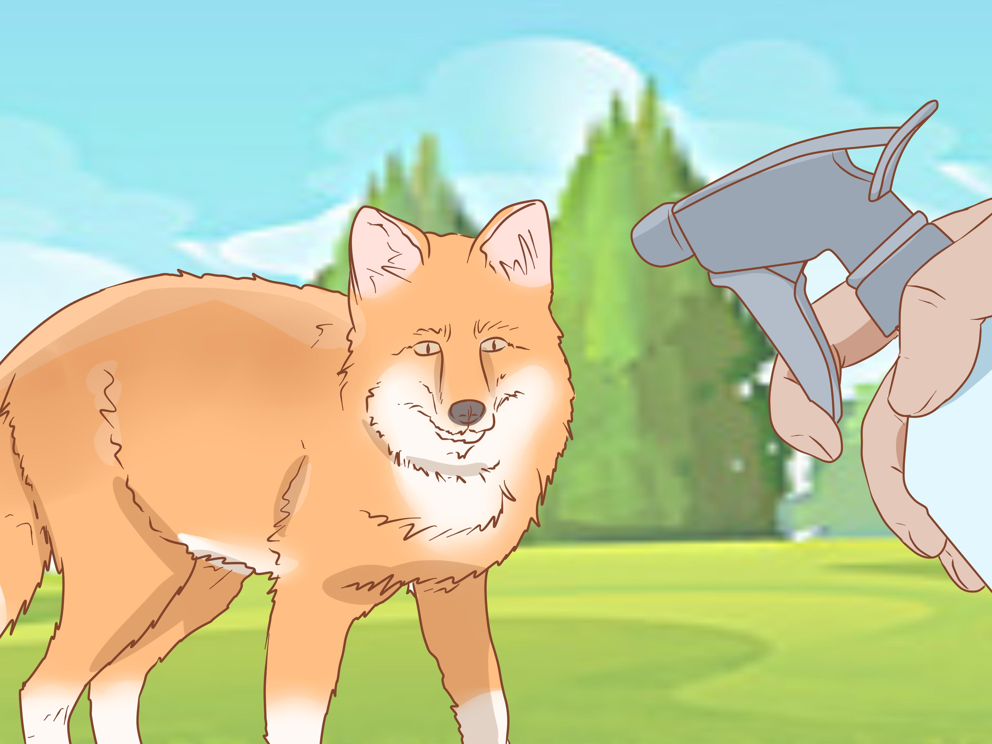 How to Tame a Fox (with Picture)