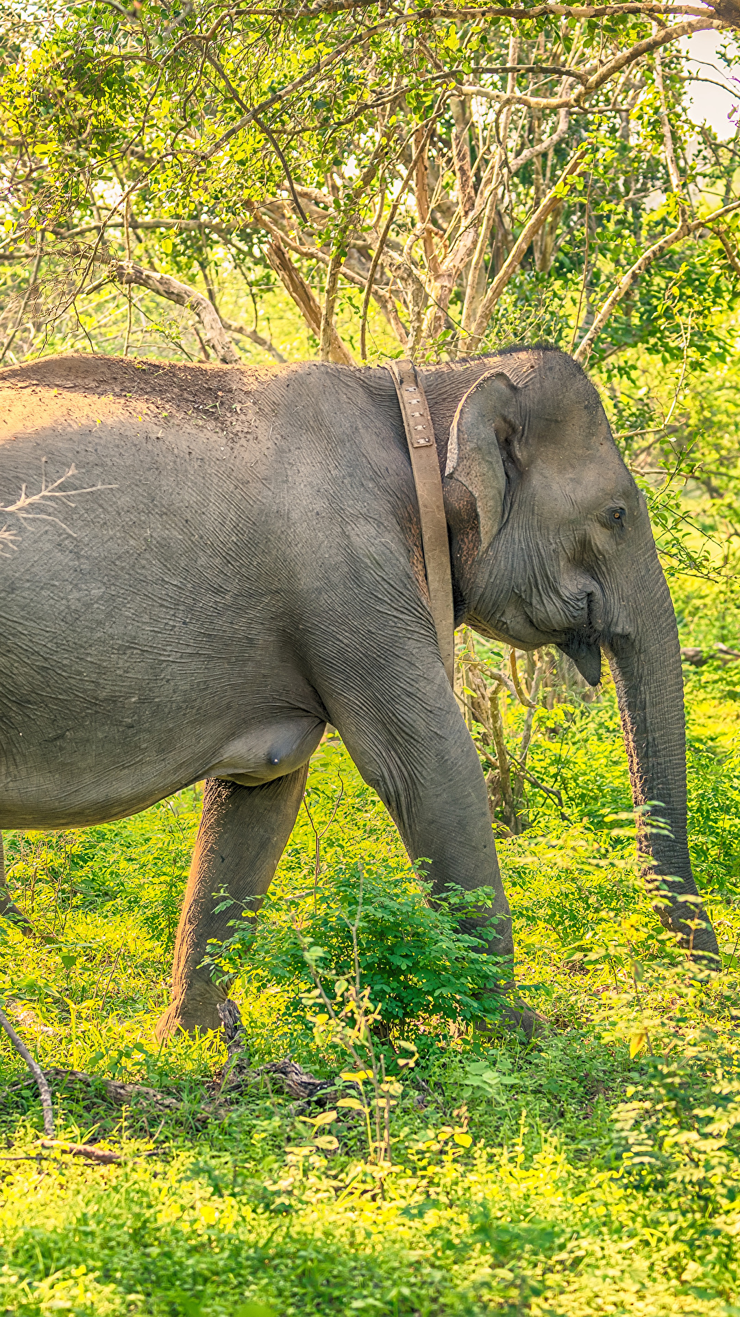 Photos Elephants Sri Lanka Yala National Park park Side