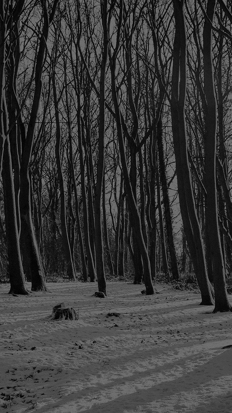 Download New Dark Winter Forest Wallpaper Photo #Feq