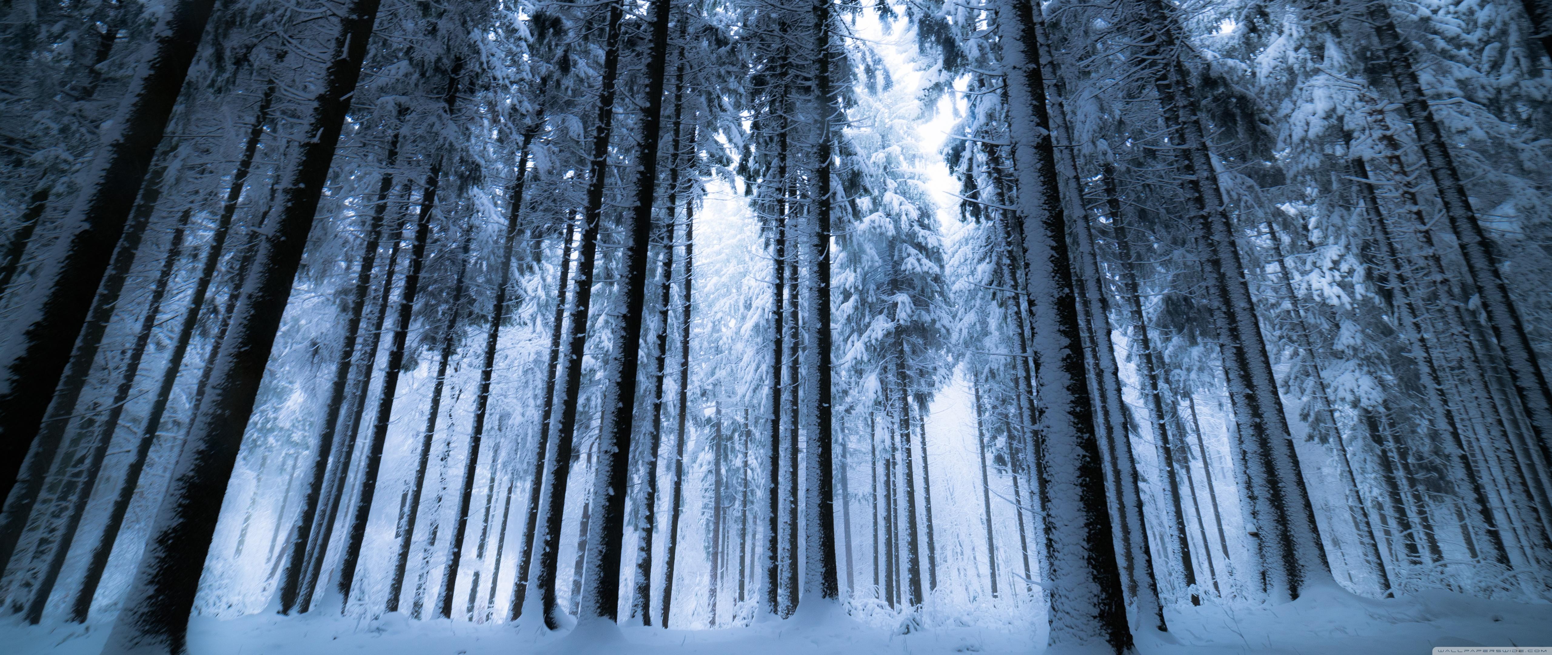 Deep Winter Forest Ultra HD Desktop Background