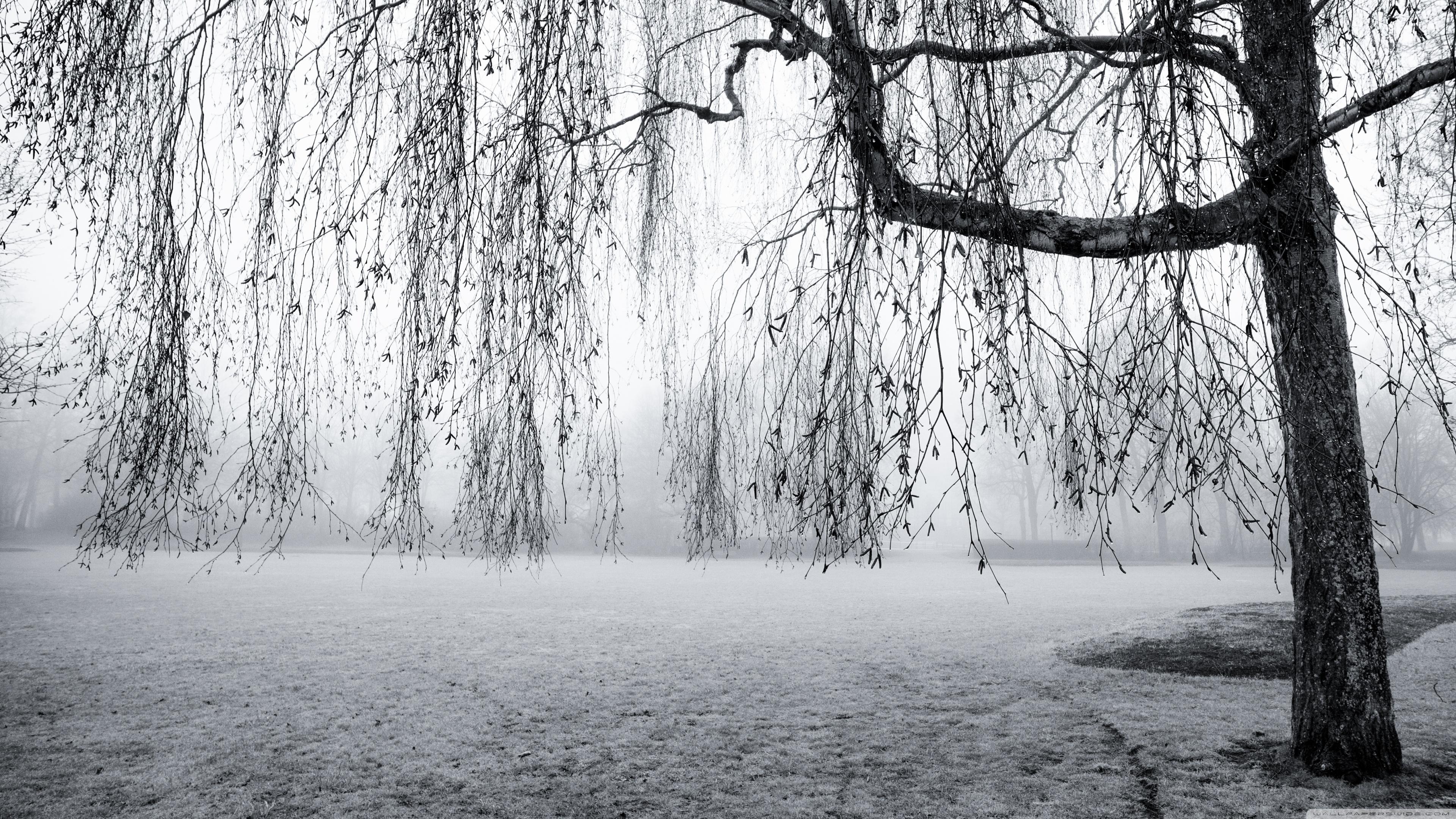 Spring Mist Black and White Ultra HD Desktop Background Wallpaper