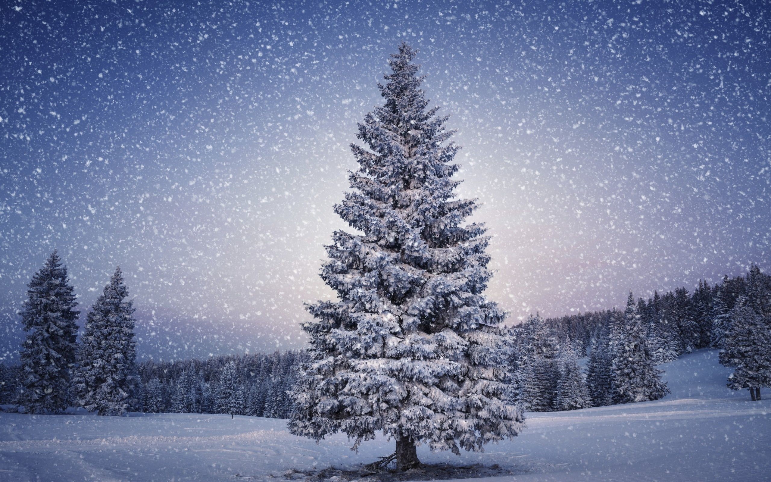 Beautiful Christmas Tree Desktop Background