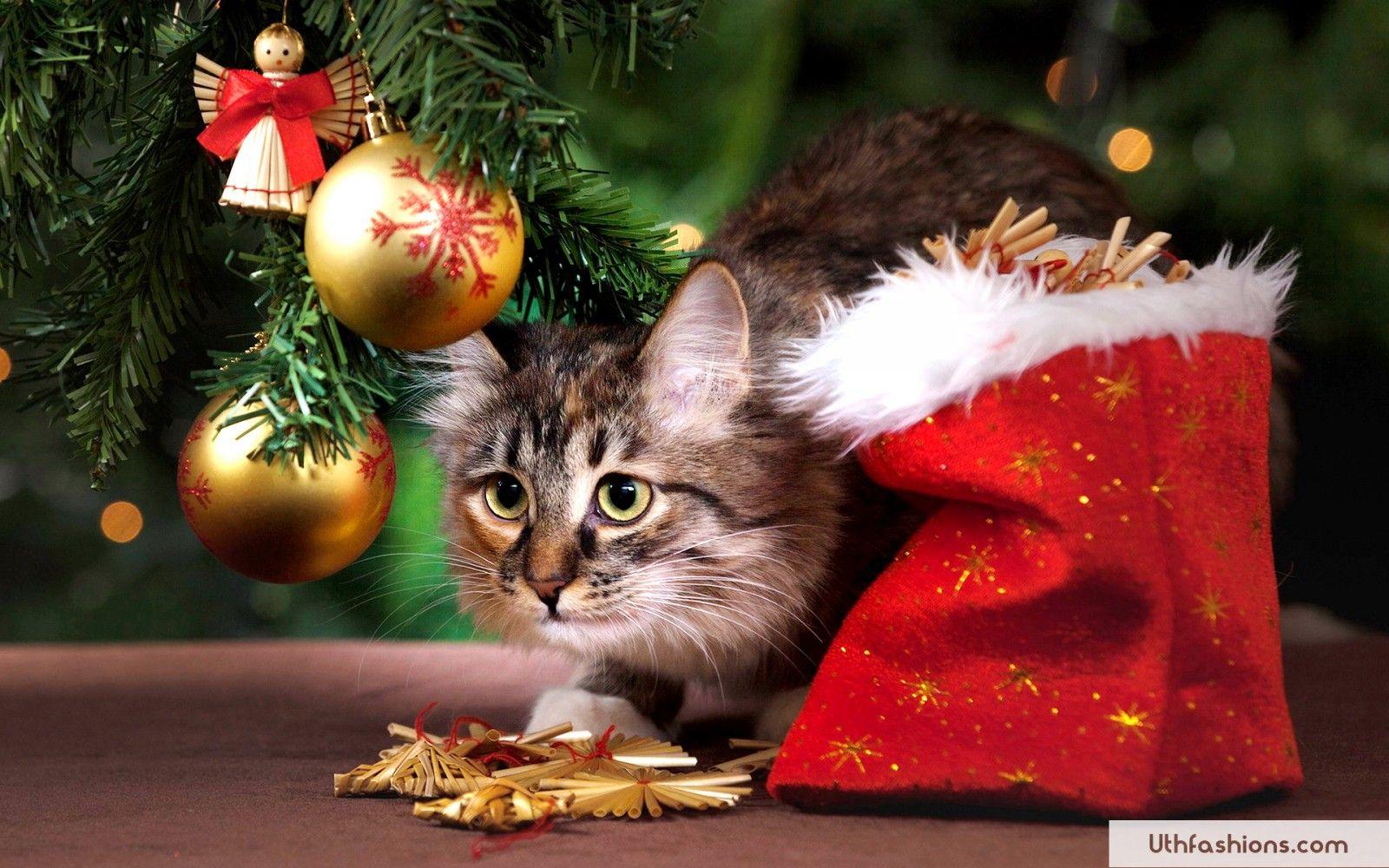 Kitty Christmas Wallpaper