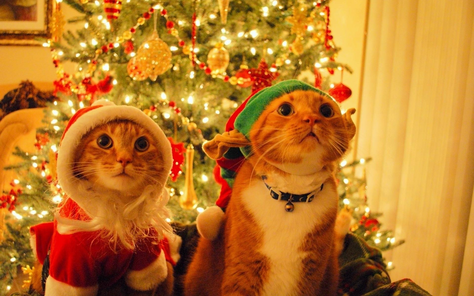 Christmas Cat Wallpaper