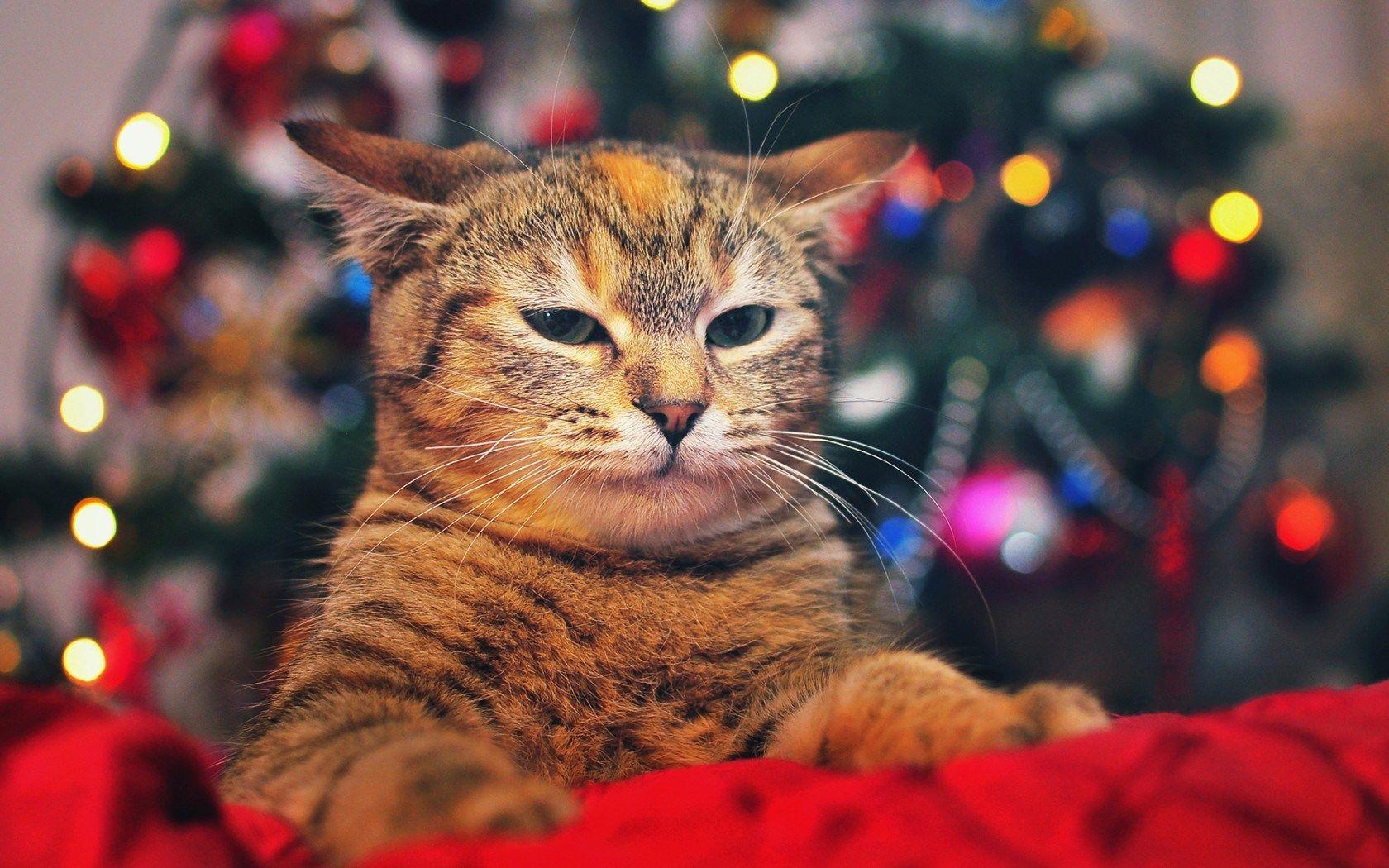 Cat Christmas Tree Wallpaper