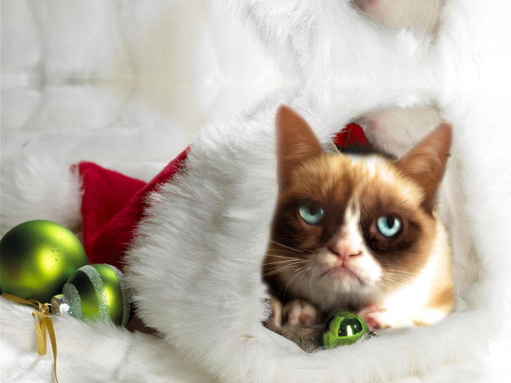 Free download Grumpy Christmas Cat Wallpaper Download