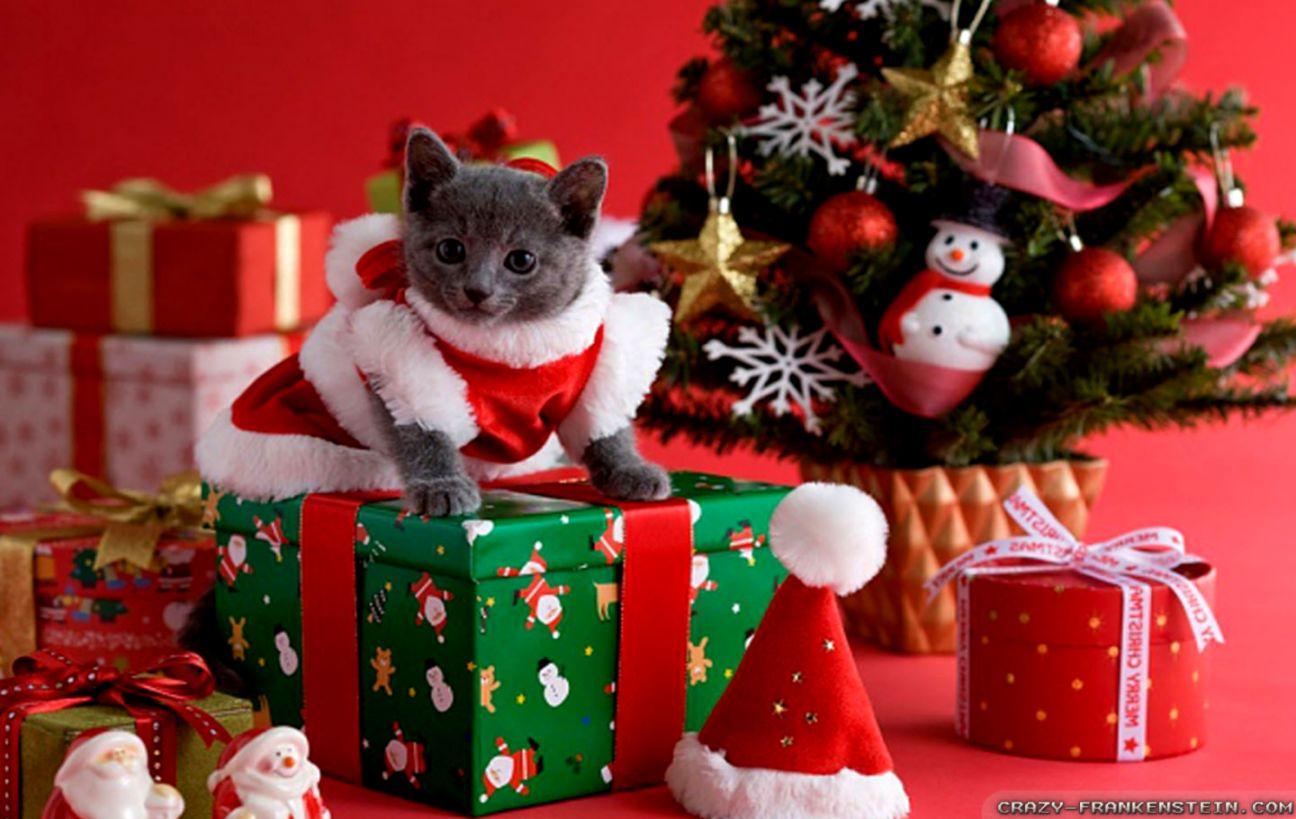 Christmas Cats HD Wallpaper. All HD Wallpaper Gallery
