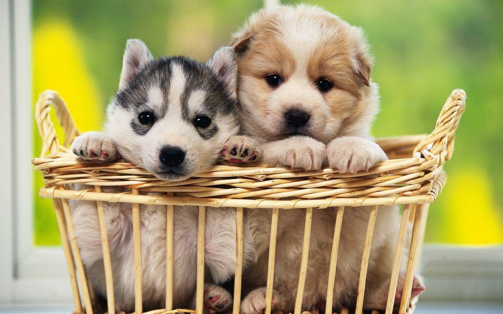 Two beautiful puppy babies in a basket. Cute dog wallpaper