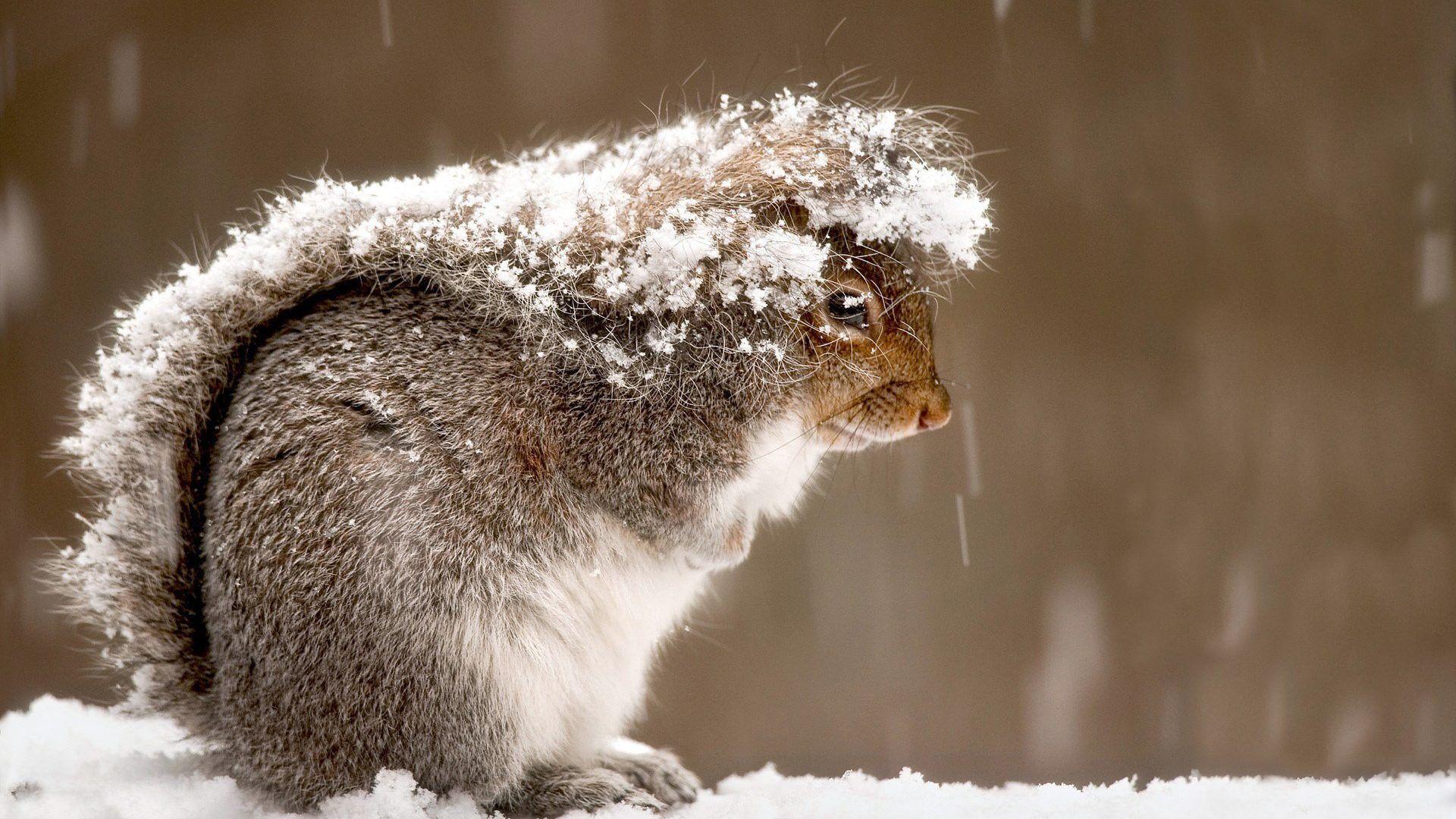 Beautiful Free Desktop Wallpaper Winter Animals