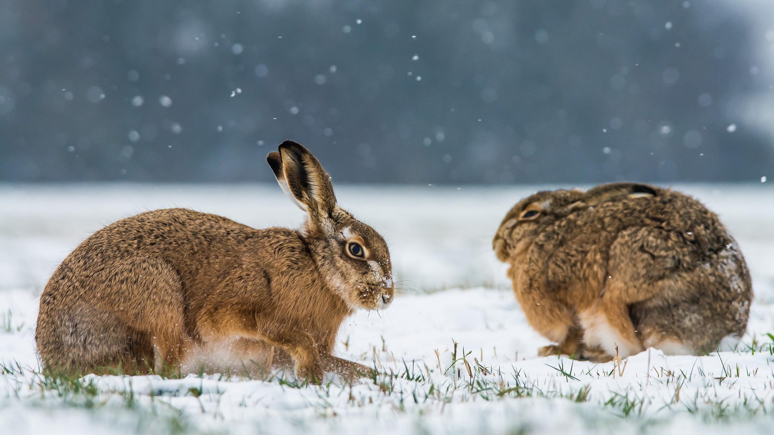 animals, Snow, Rabbits, Winter Wallpaper HD / Desktop