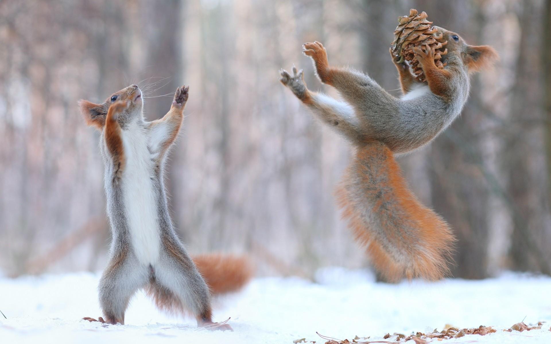 #force, #snow, #winter, #animals, #squirrel, #nature