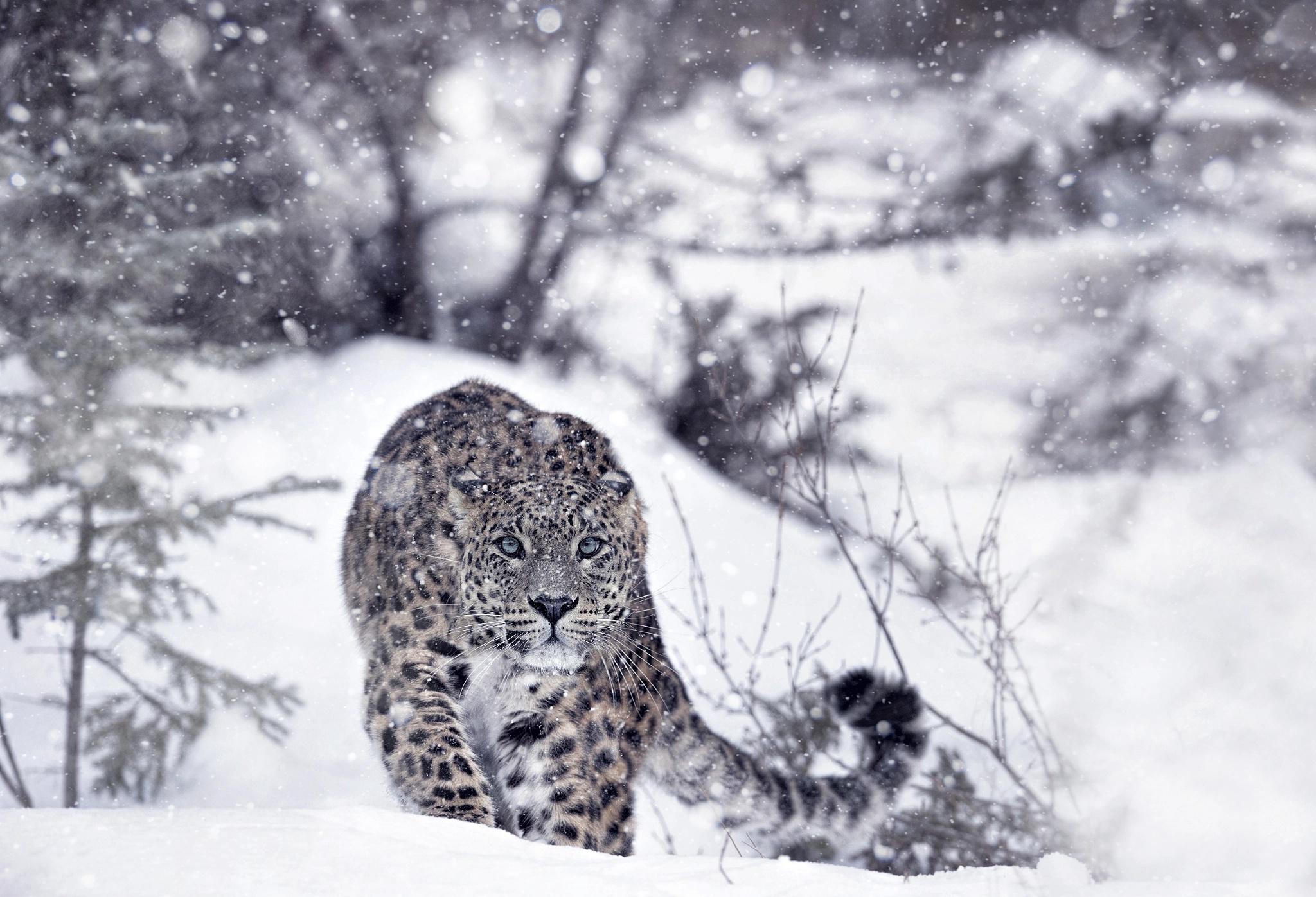 snow Leopards, #animals, #winter, #snow, Wallpaper