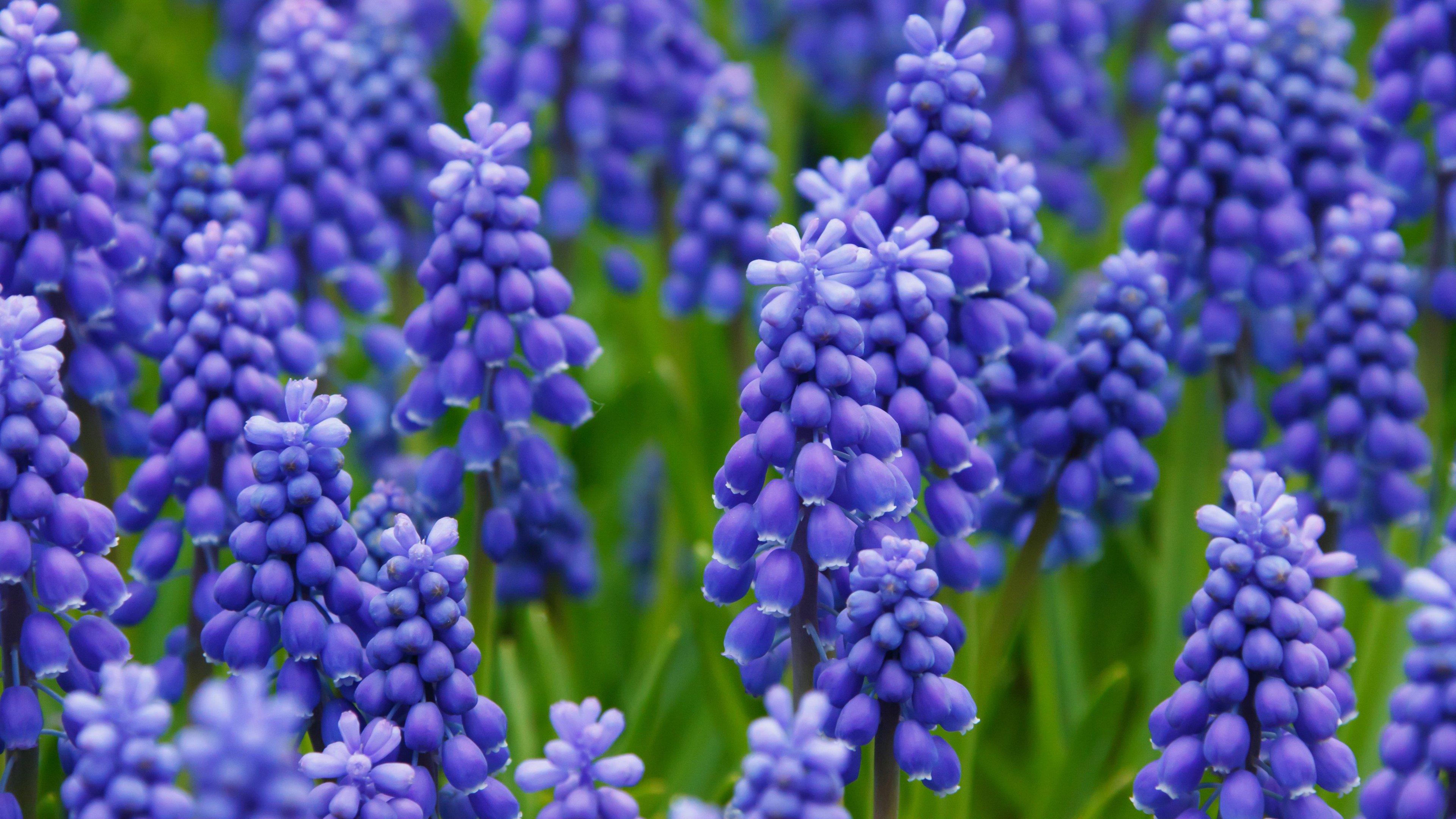 Grape Hyacinth Wallpaper, Android & Desktop Background
