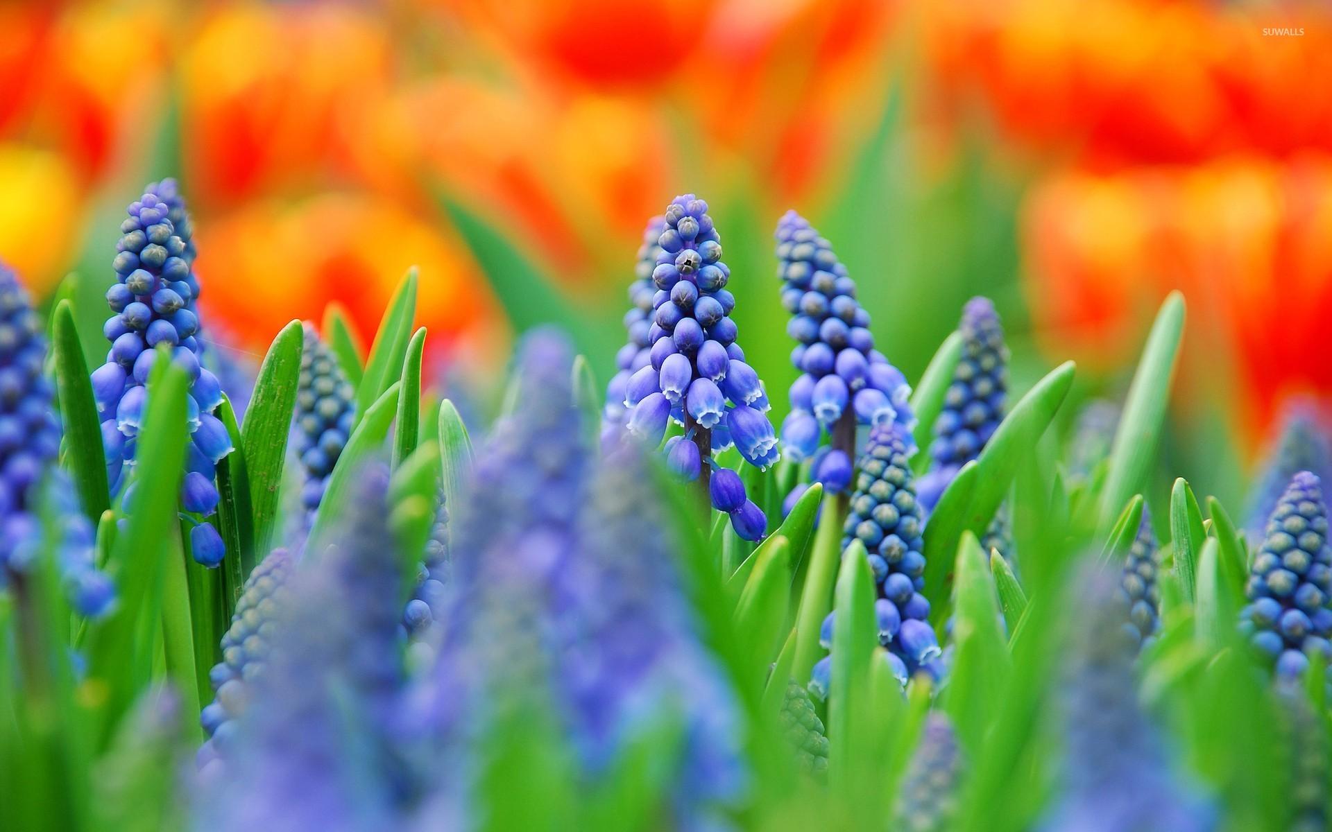 Grape Hyacinth wallpaper wallpaper