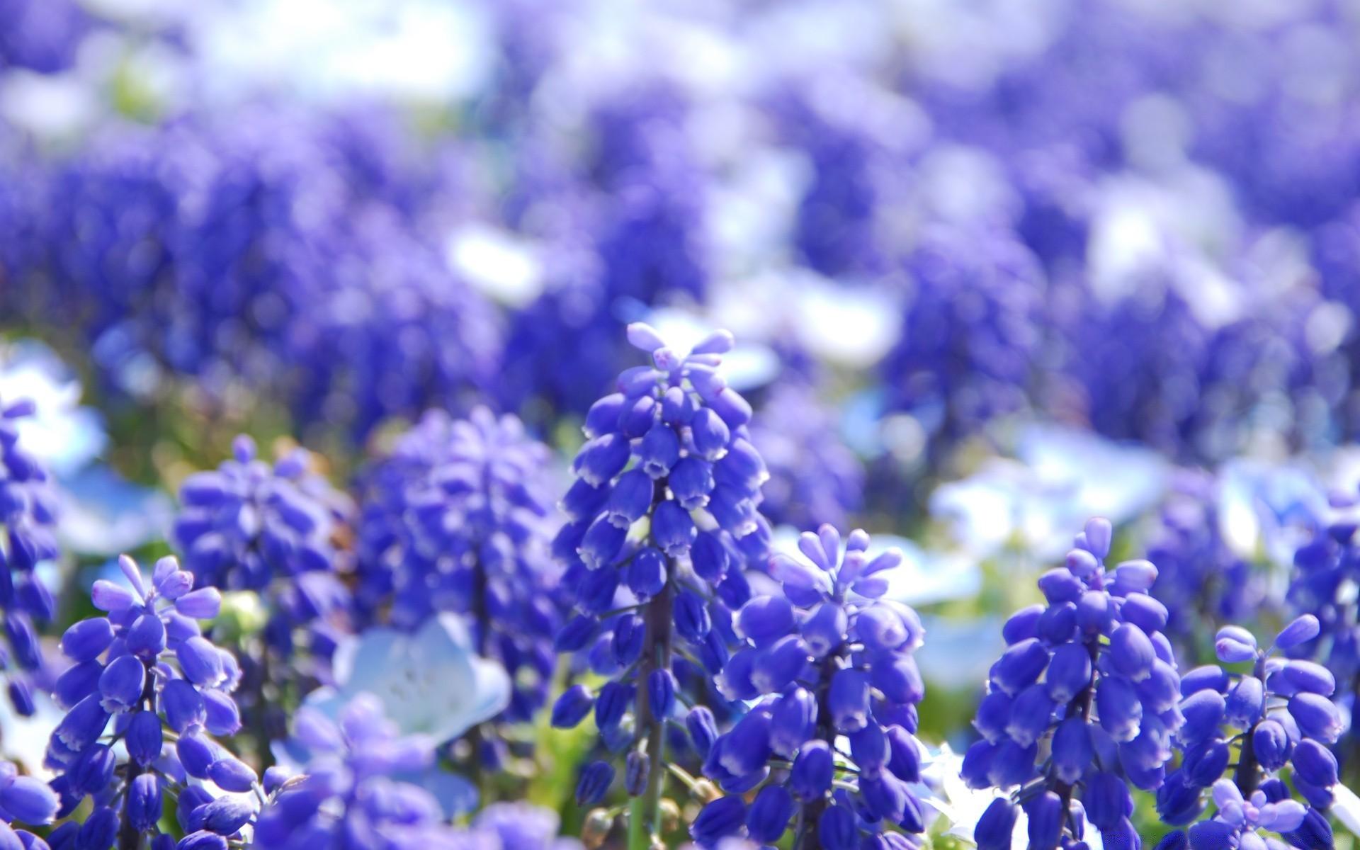 Grape Hyacinths