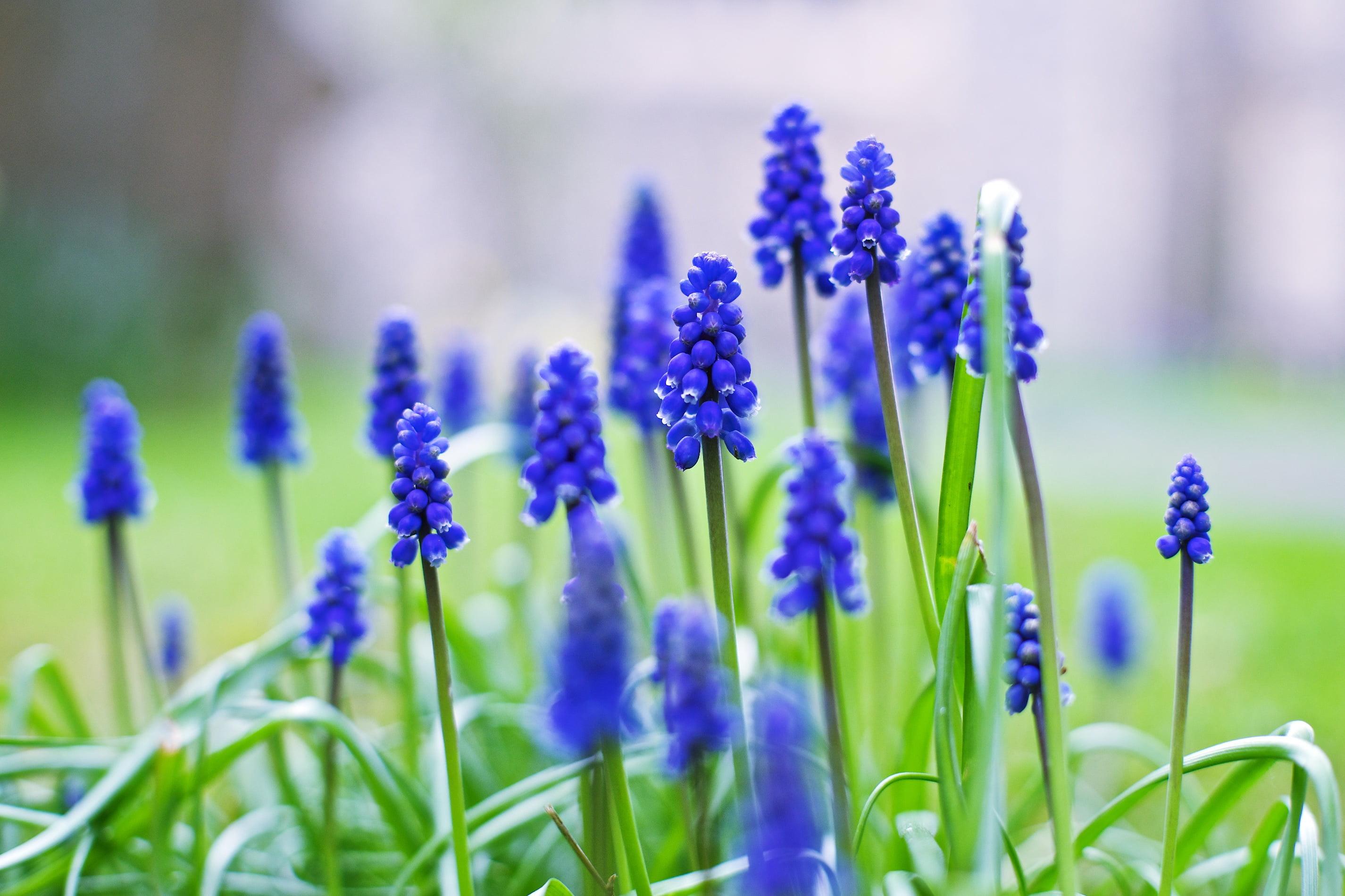 Grape Hyacinth Wallpapers - Wallpaper Cave