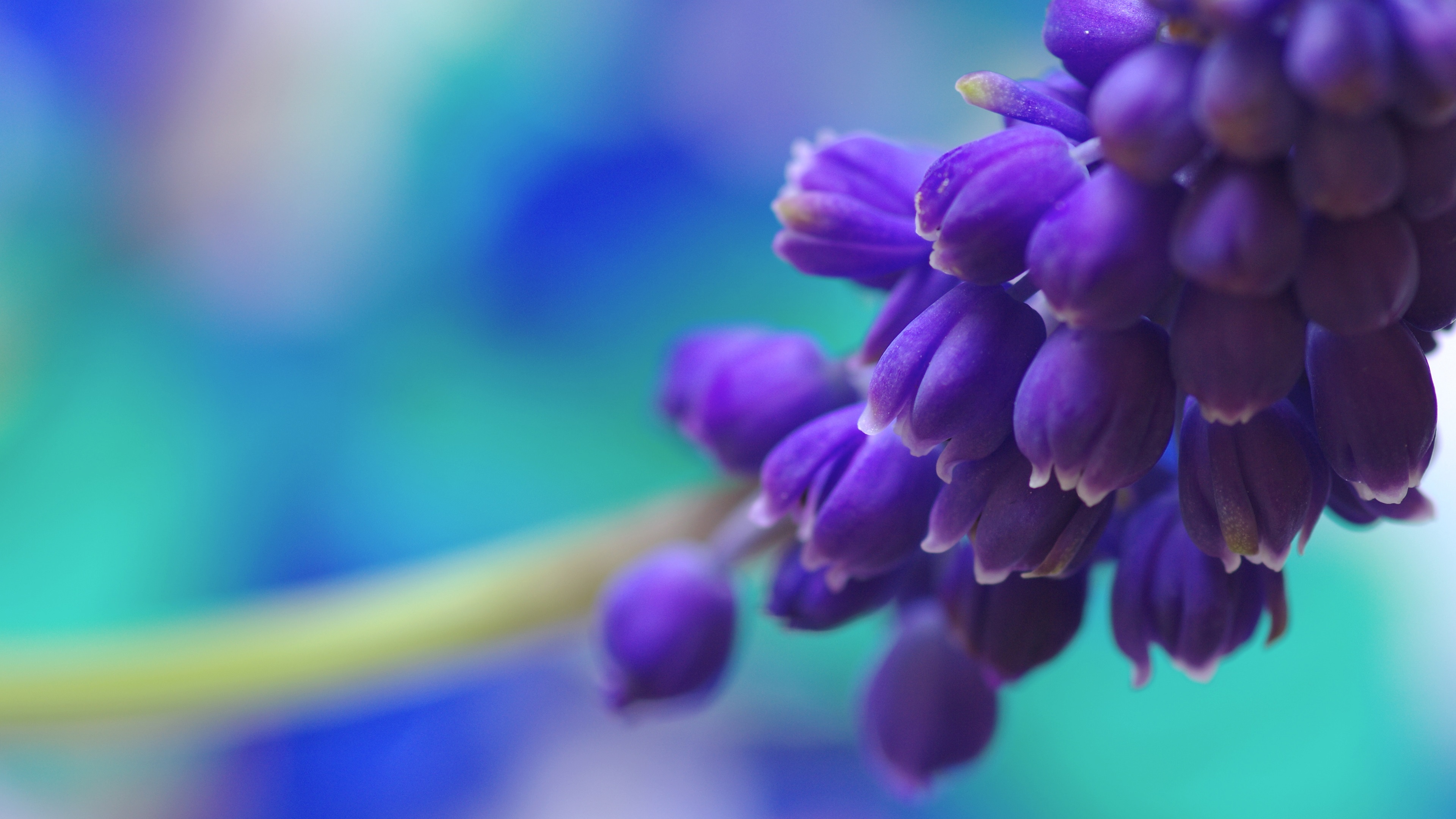 Wallpaper Blue grape hyacinth flowers macro photography