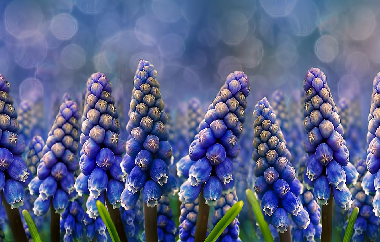 Wallpaper flowers, nature, Muscari, Grape Hyacinths image